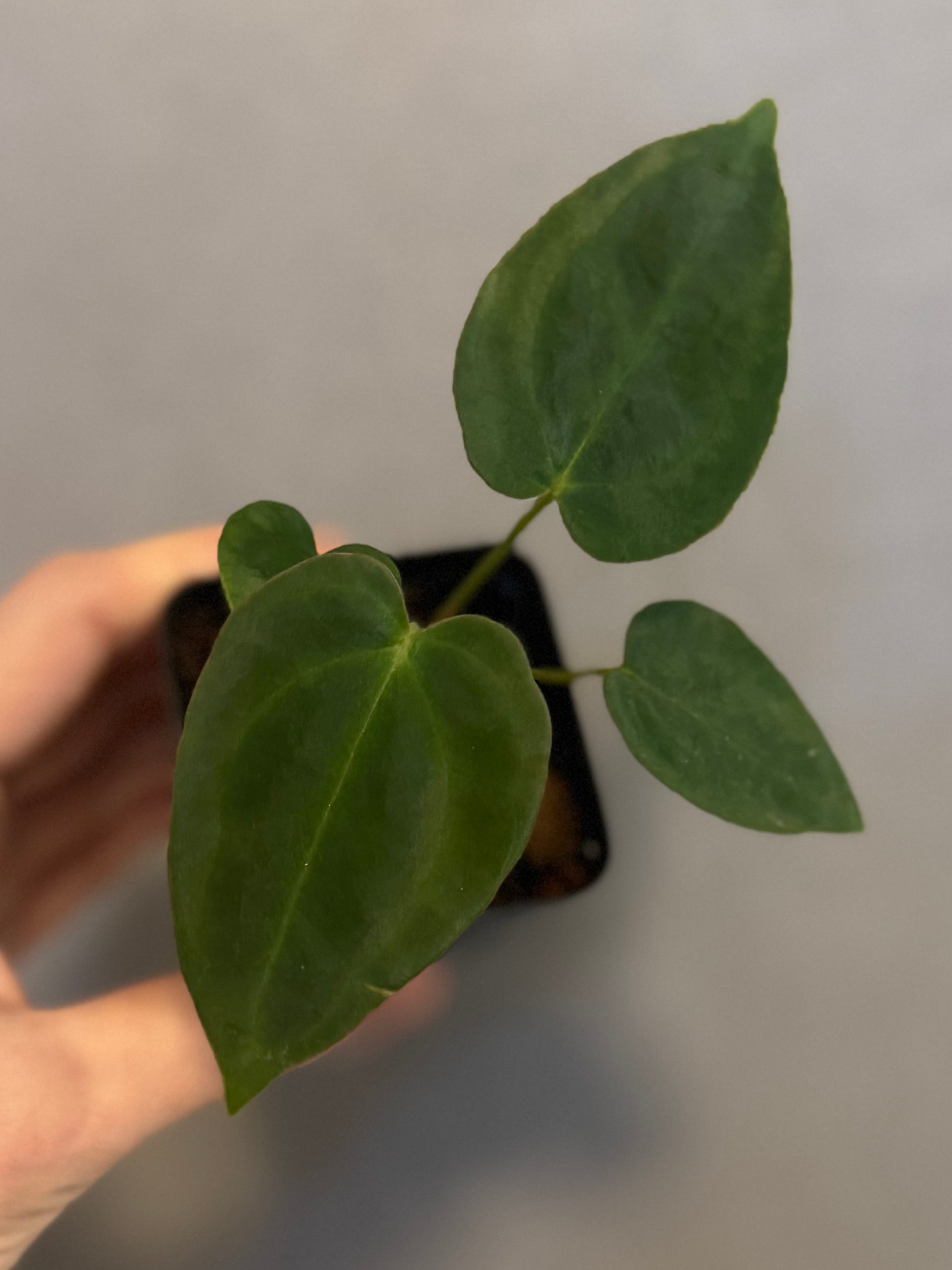 Anthurium NoID x (AOS x forgetii)