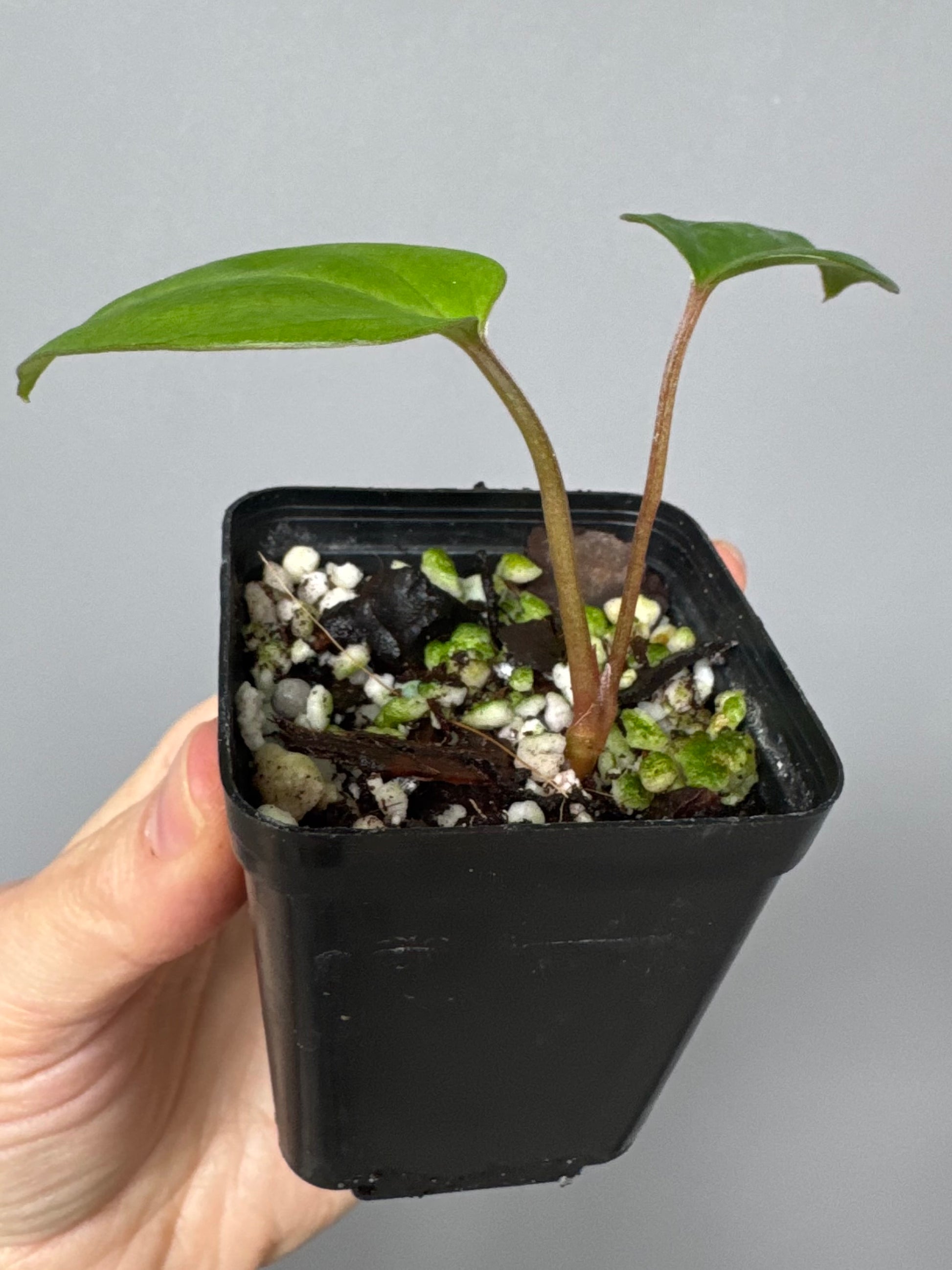 Anthurium Subsignatum x RVDP