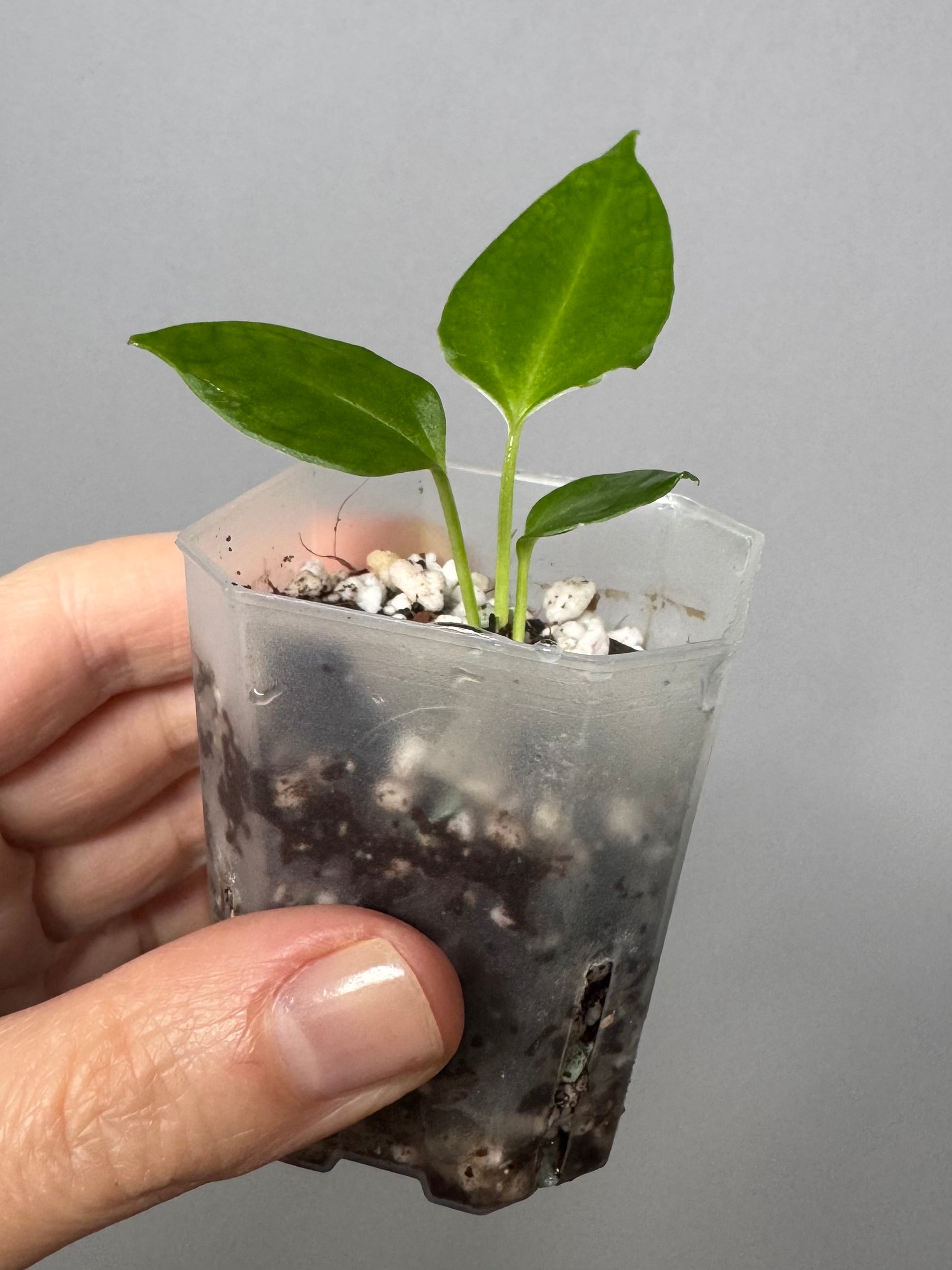 Anthurium (CrystallimumX x Indo portillae) x (D&H x RVC)
