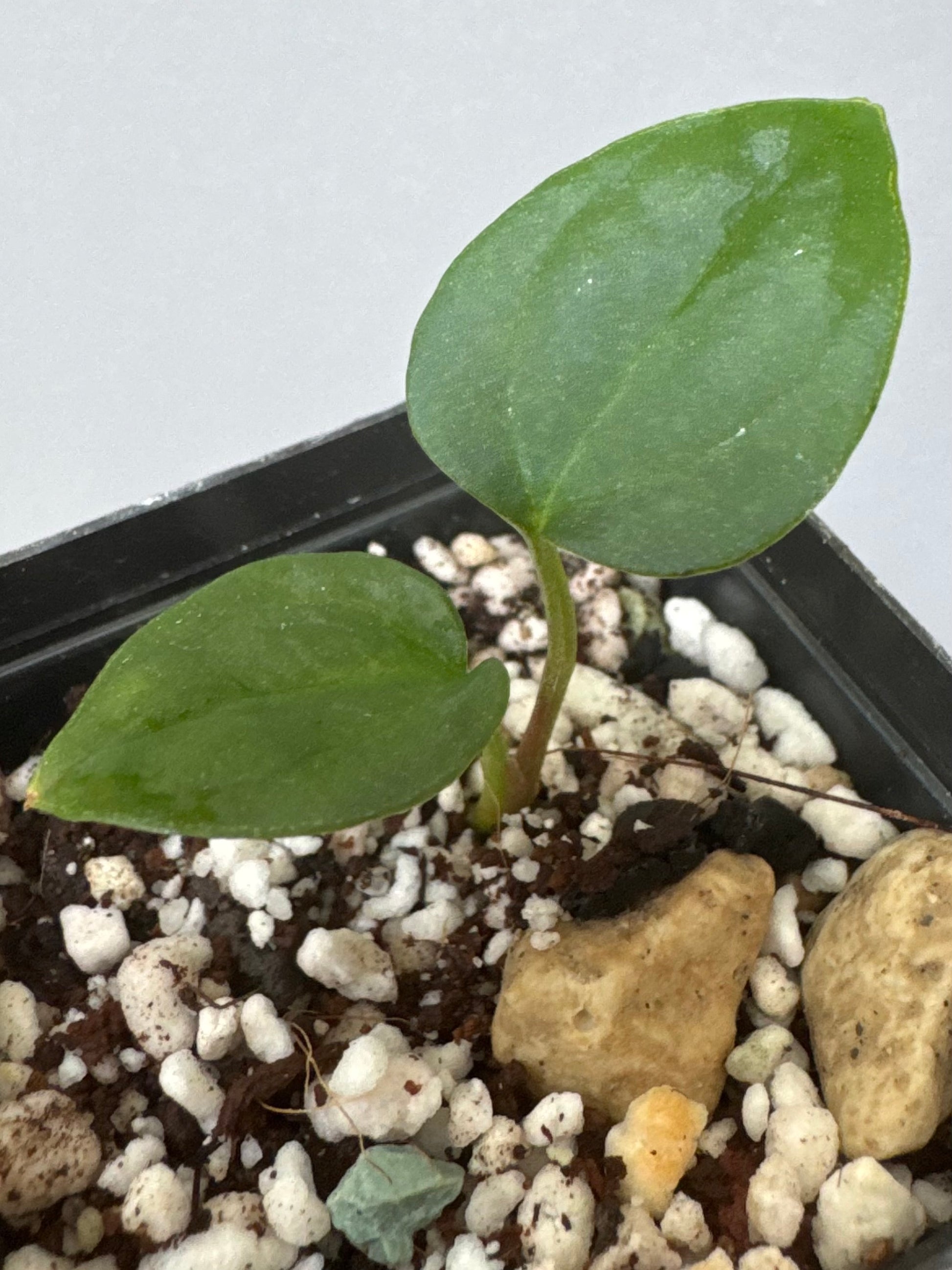 Anthurium ((Midnight Velvet x Red Studd) x NSE CarlaX) x (BVEP x Luxurians)