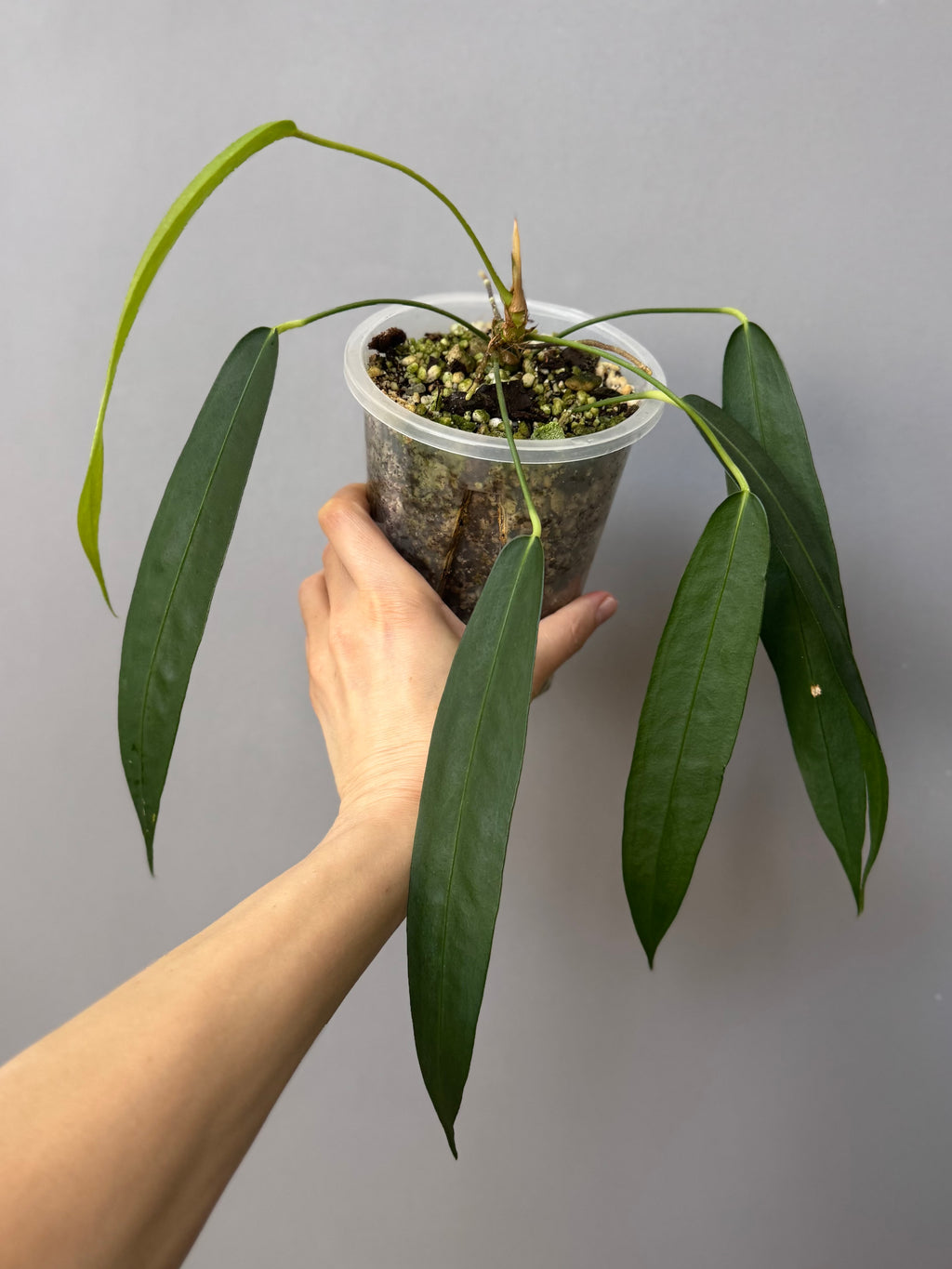 Anthurium wendlingeri