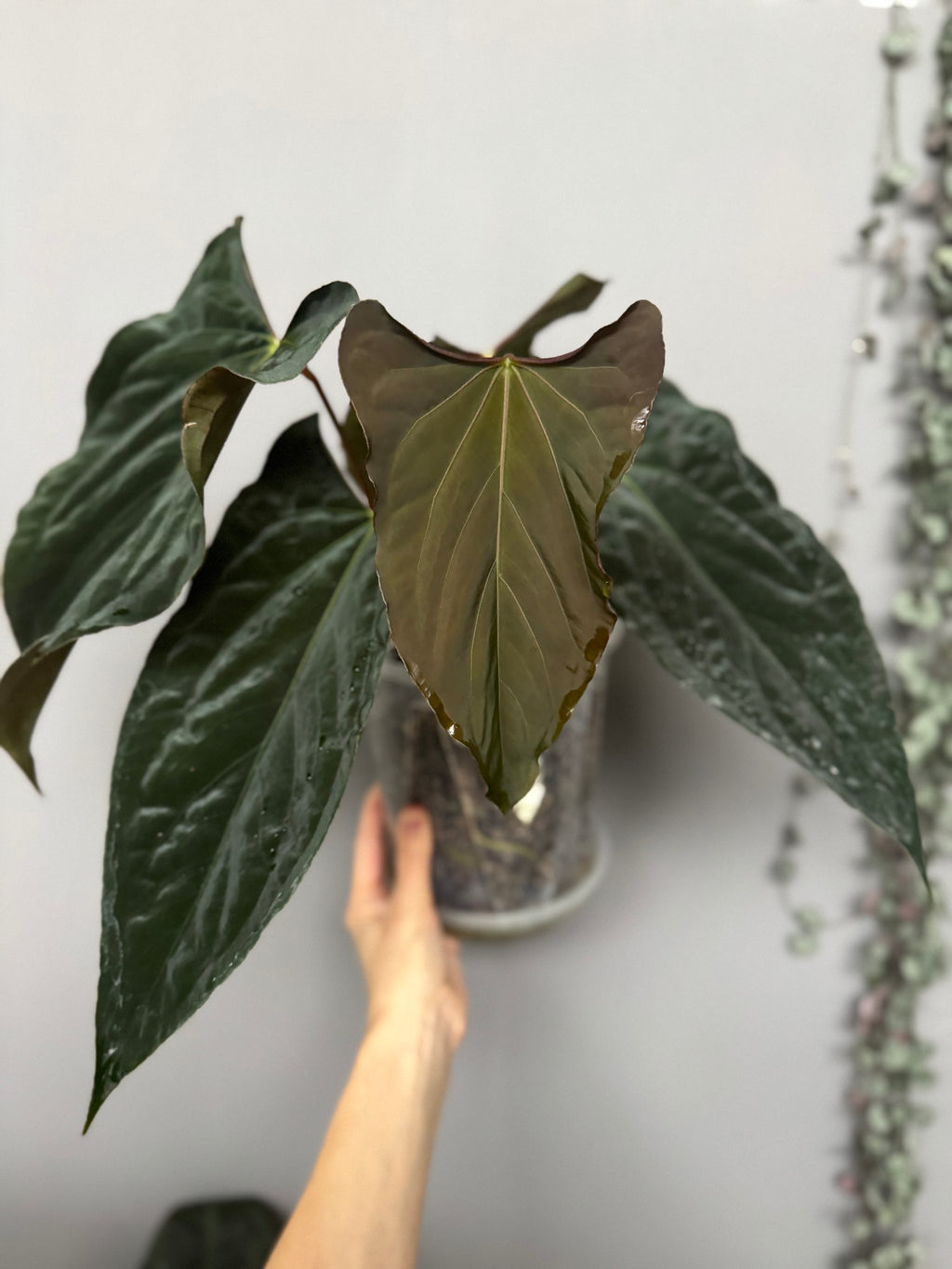 Anthurium papillilaminum Ralph Lynam xself (Dwane)