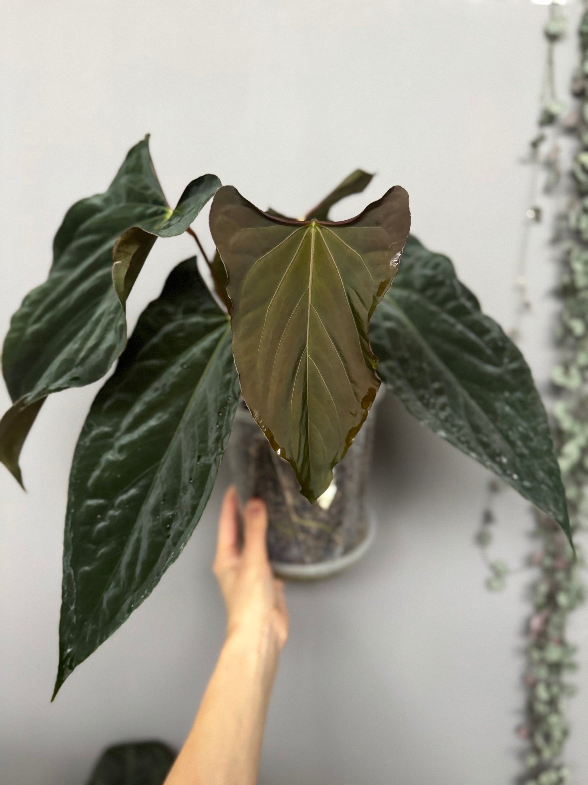 Anthurium papillilaminum Ralph Lynam xself (Dwane)