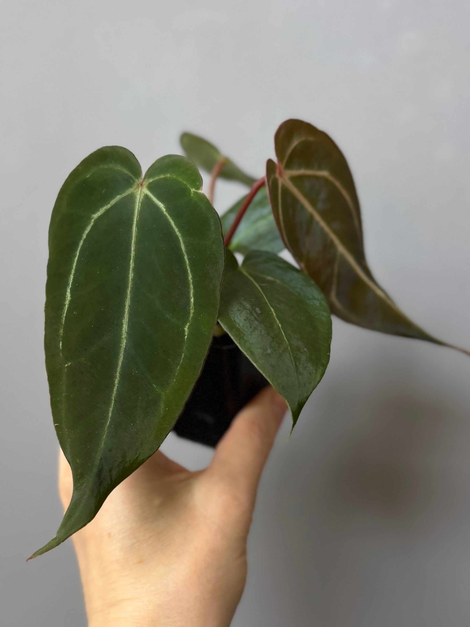Anthurium (PapillilaminumX x (KOS x Silver Blush)) X (NSE Red Crystallinum x carlablackiae)