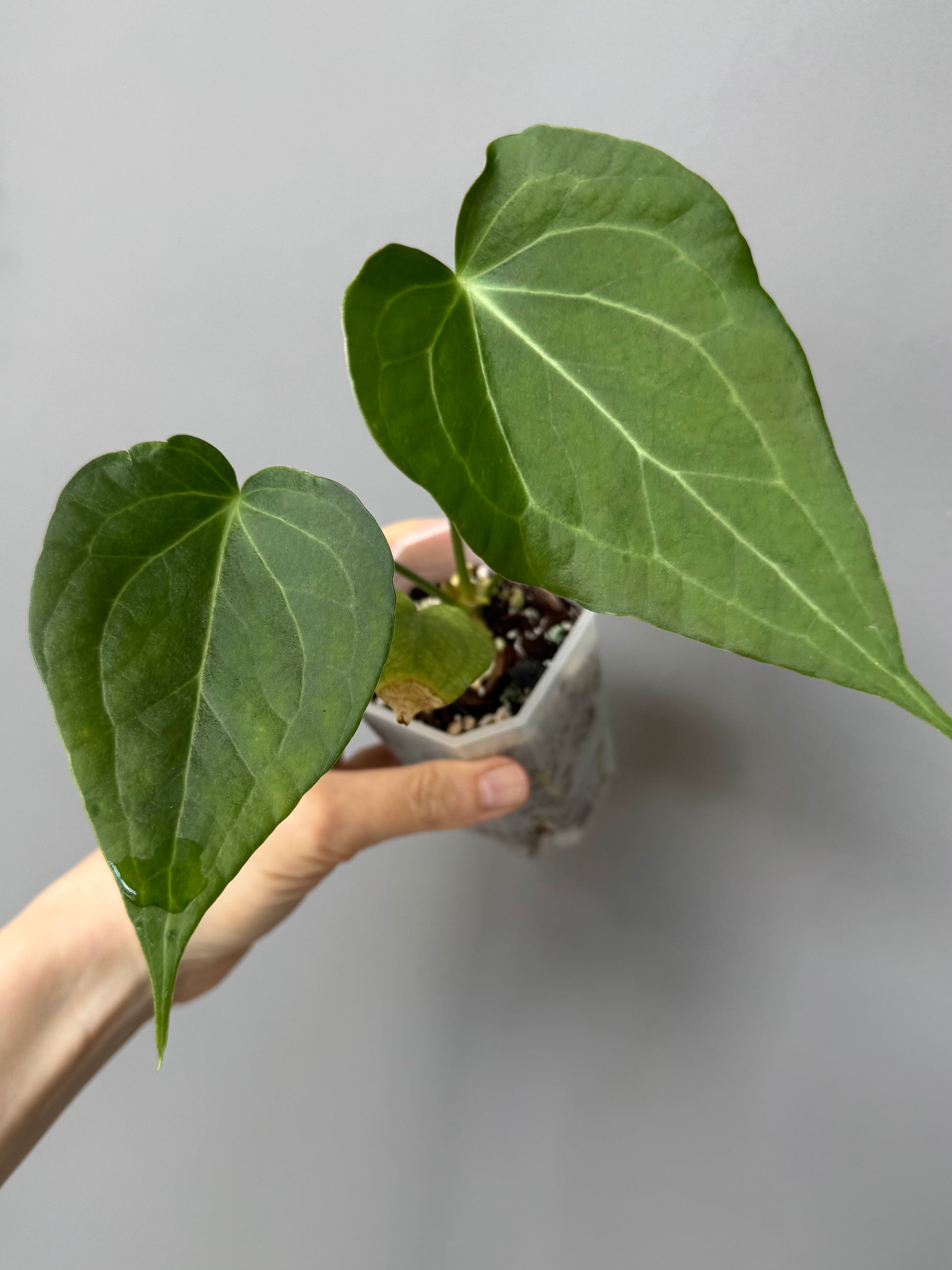 Anthurium Delta Force