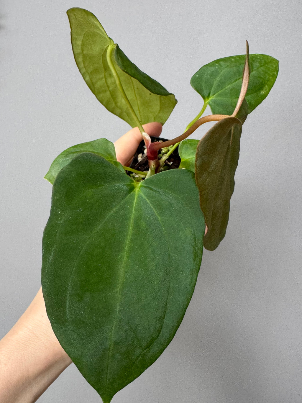 Anthurium (NoID x Papi Indo #2) x  (NoID x Papi Indo #1)