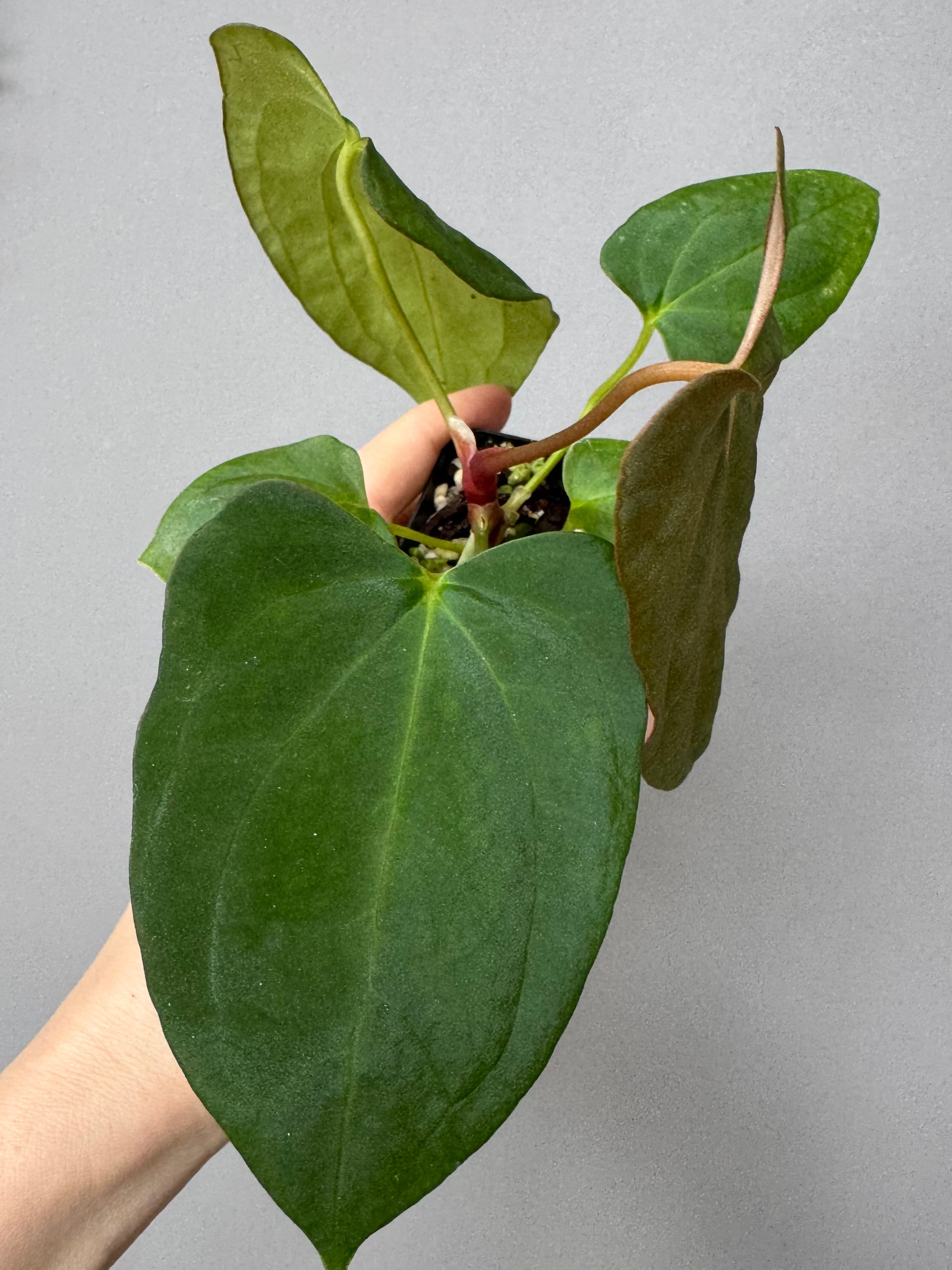 Anthurium (NoID x Papi Indo #2) x  (NoID x Papi Indo #1)