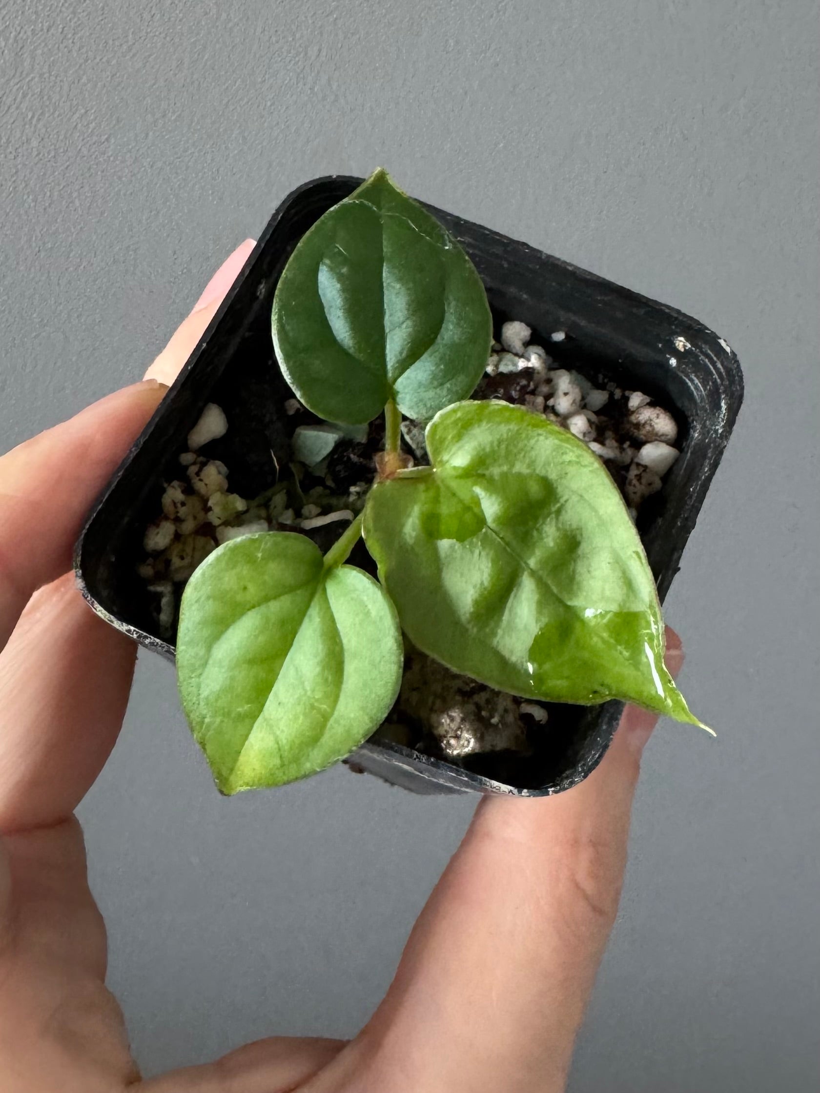 Anthurium (luxurians x forgetii) x besseae aff. (#1)