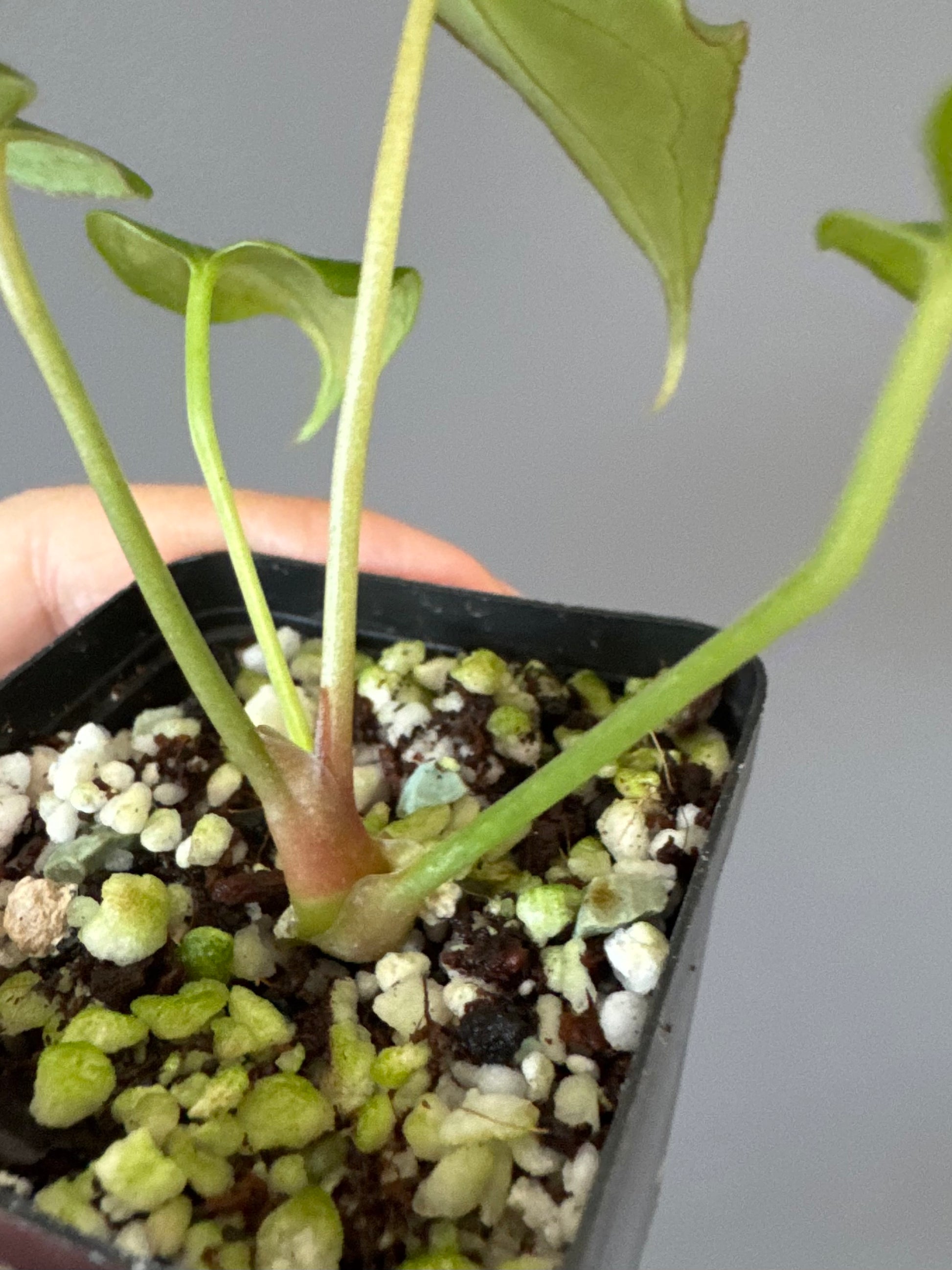 Anthurium (MagCrystalxNoID) x Delta Force