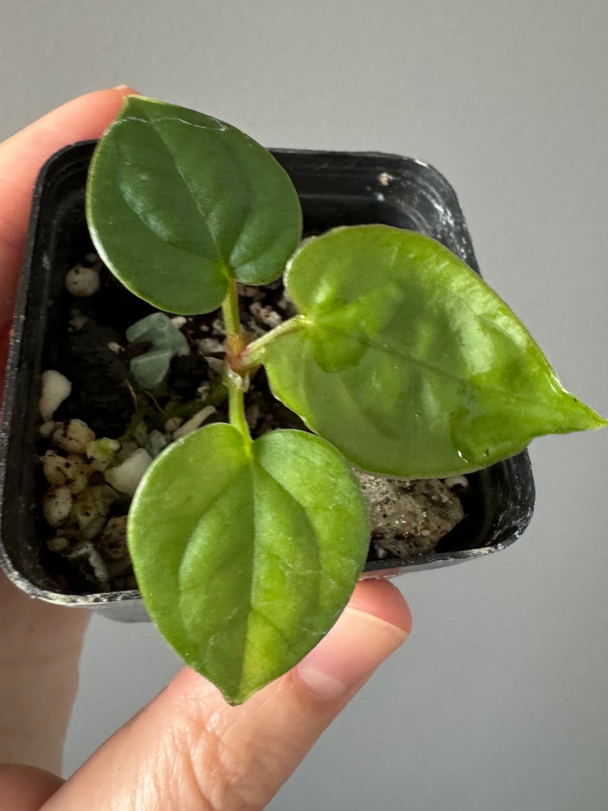 Anthurium (luxurians x forgetii) x besseae aff. (#1)