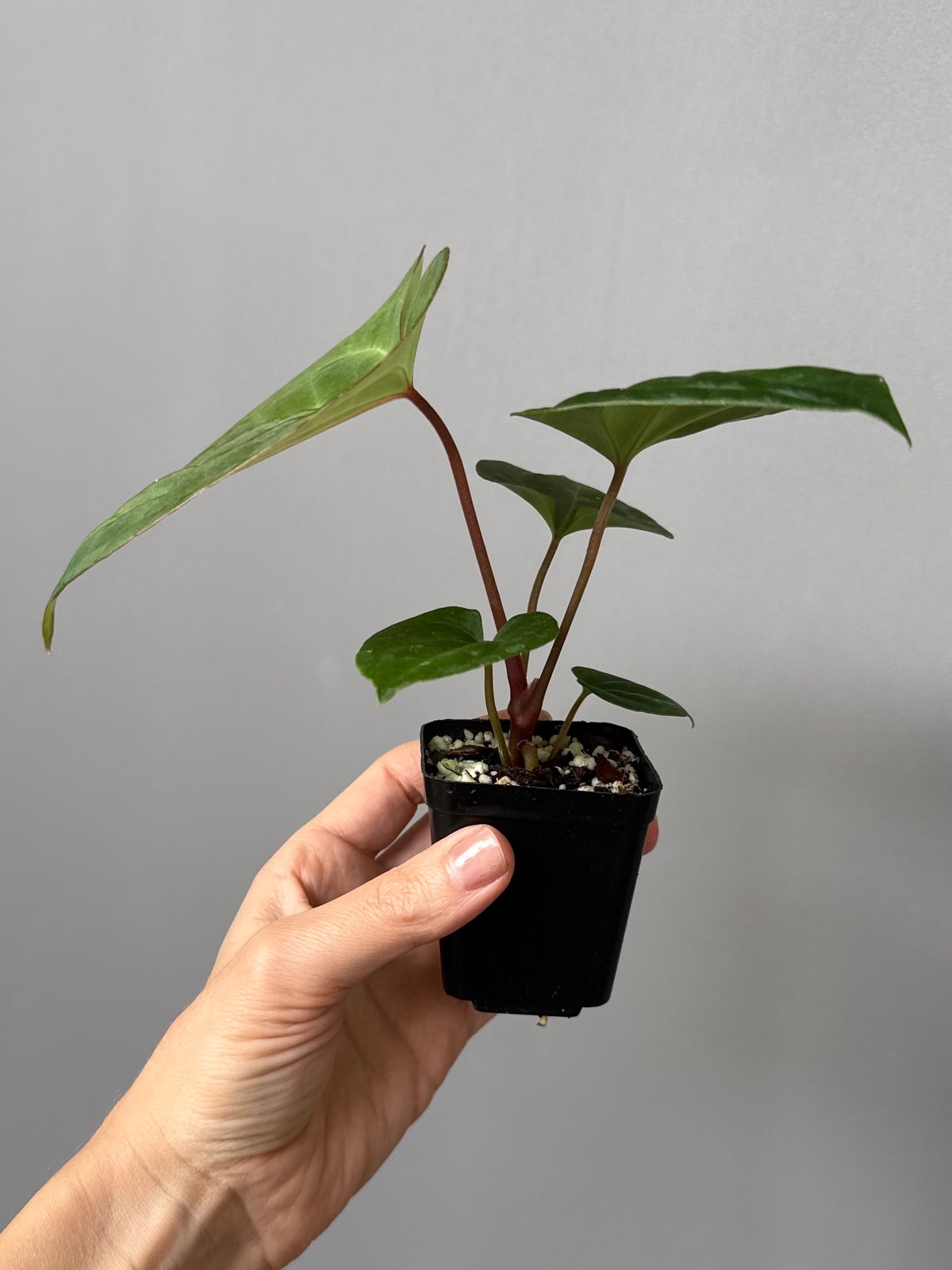 Anthurium Besseae aff. x RVDP