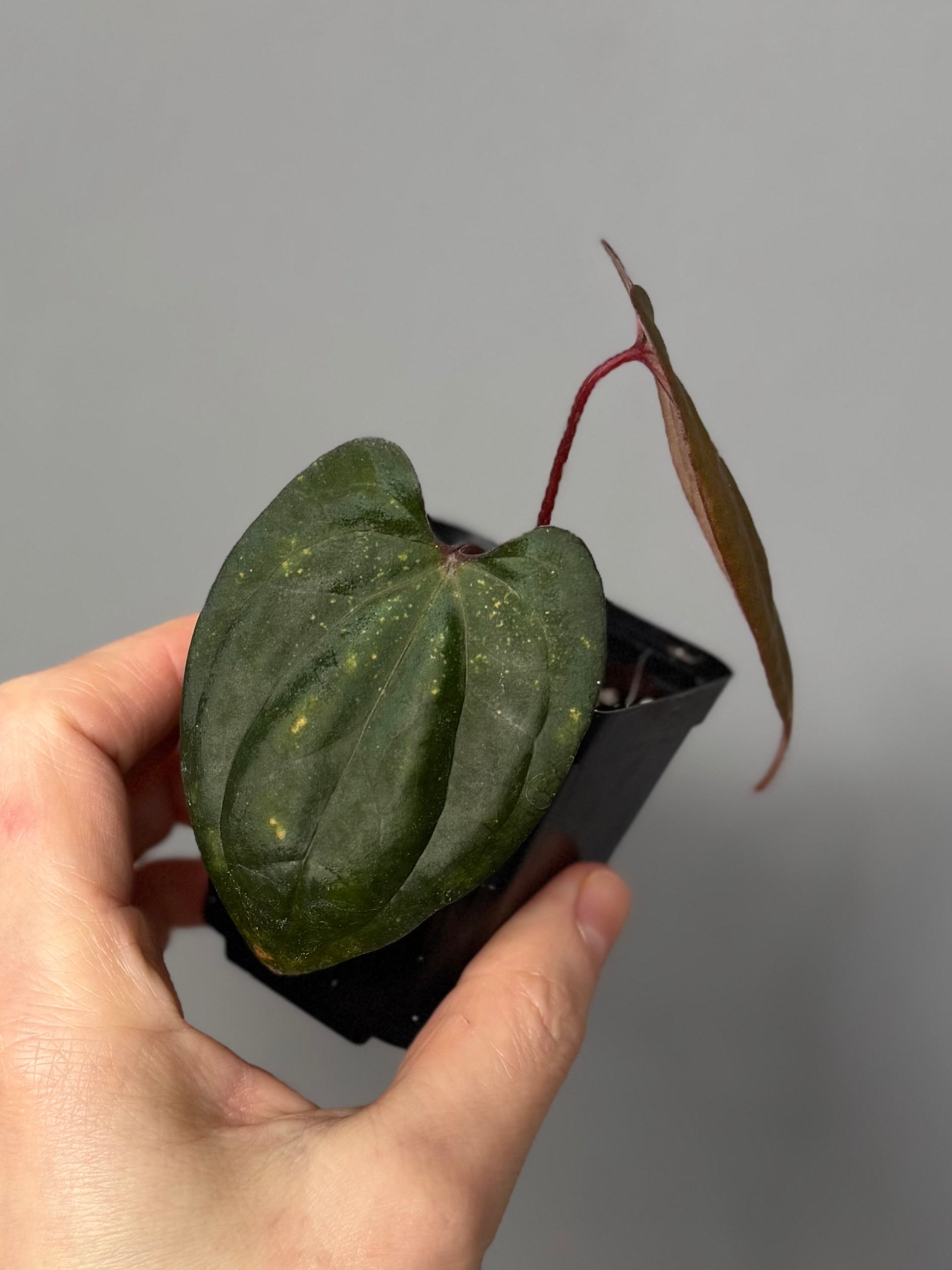 Anthurium RVDP - Red Vein Dark Phoenix - Klon