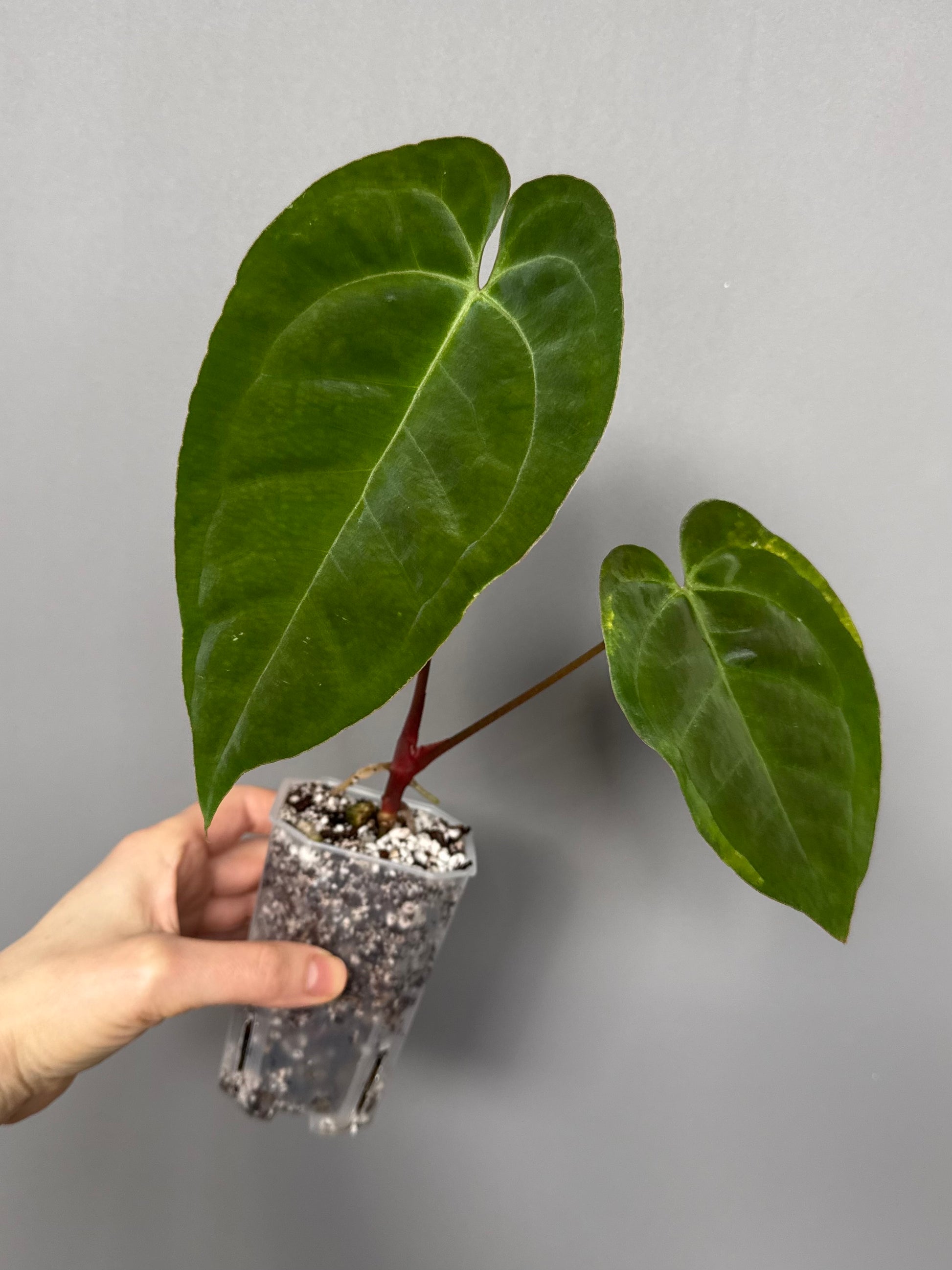 Anthurium crystallinum x papillilaminum