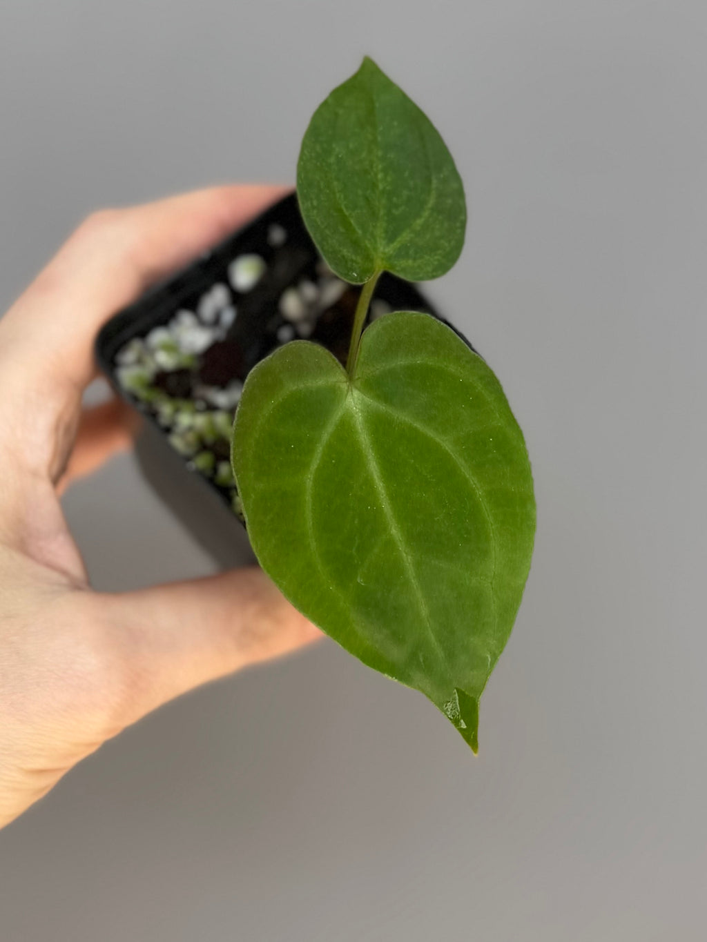 Anthurium Tezula AOS df x BVEP neon (Sarah/botanophile)