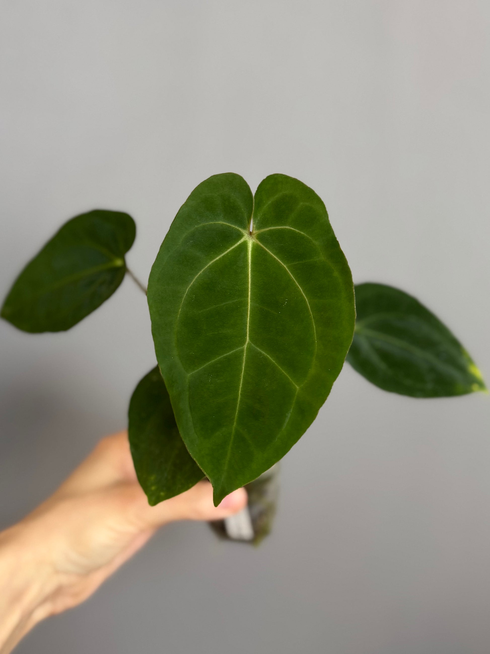 Anthurium papillilaminum x besseae aff. - Plant C