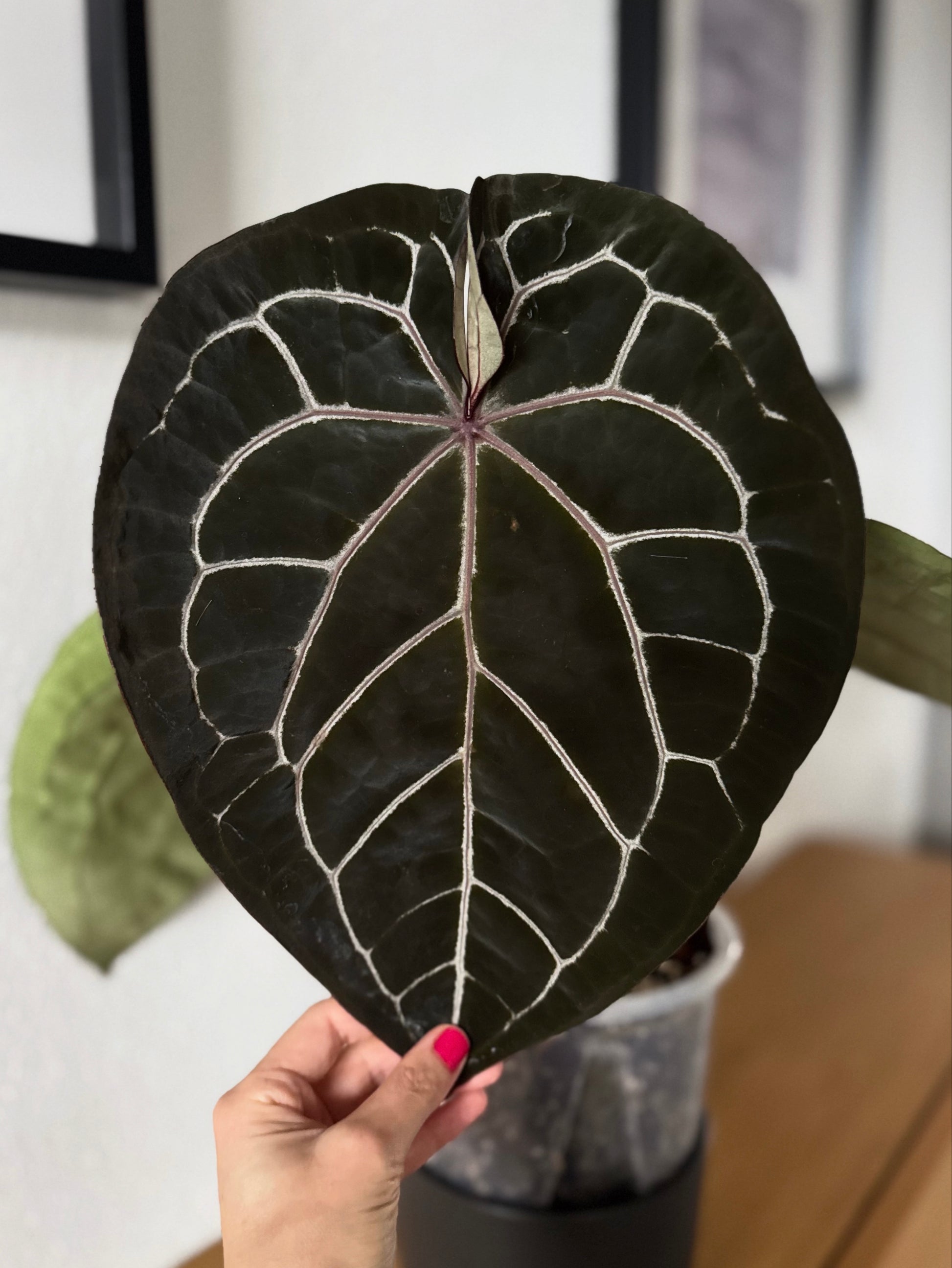 Anthurium Red Crystallinum NSE x Red Crystallinum Tezula