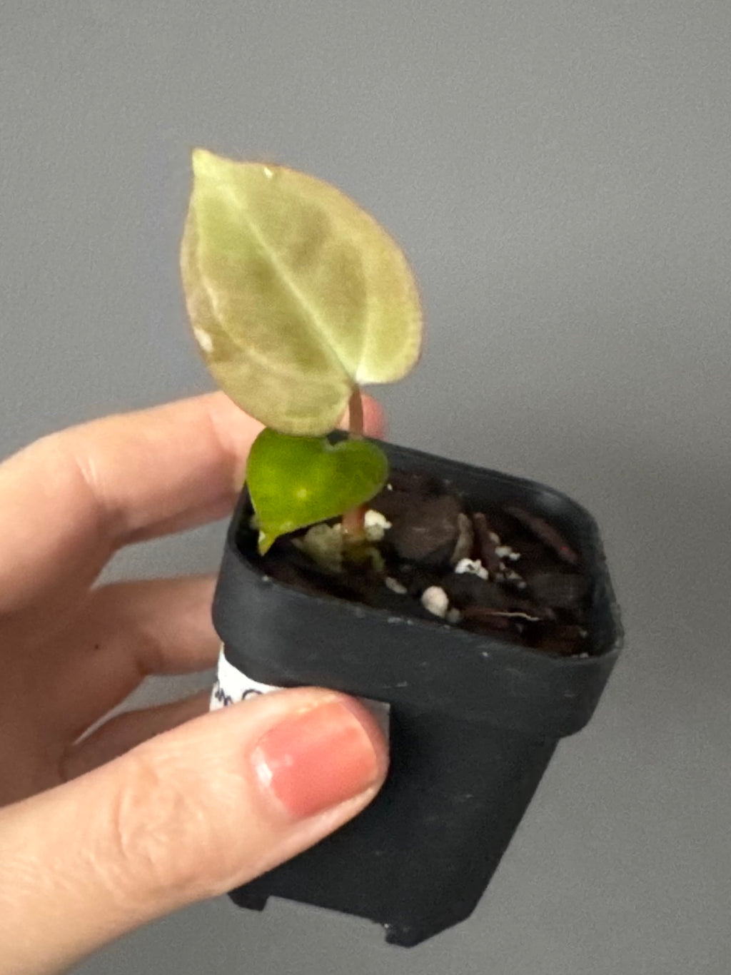 Anthurium papillilaminum x Darkest Panama #1