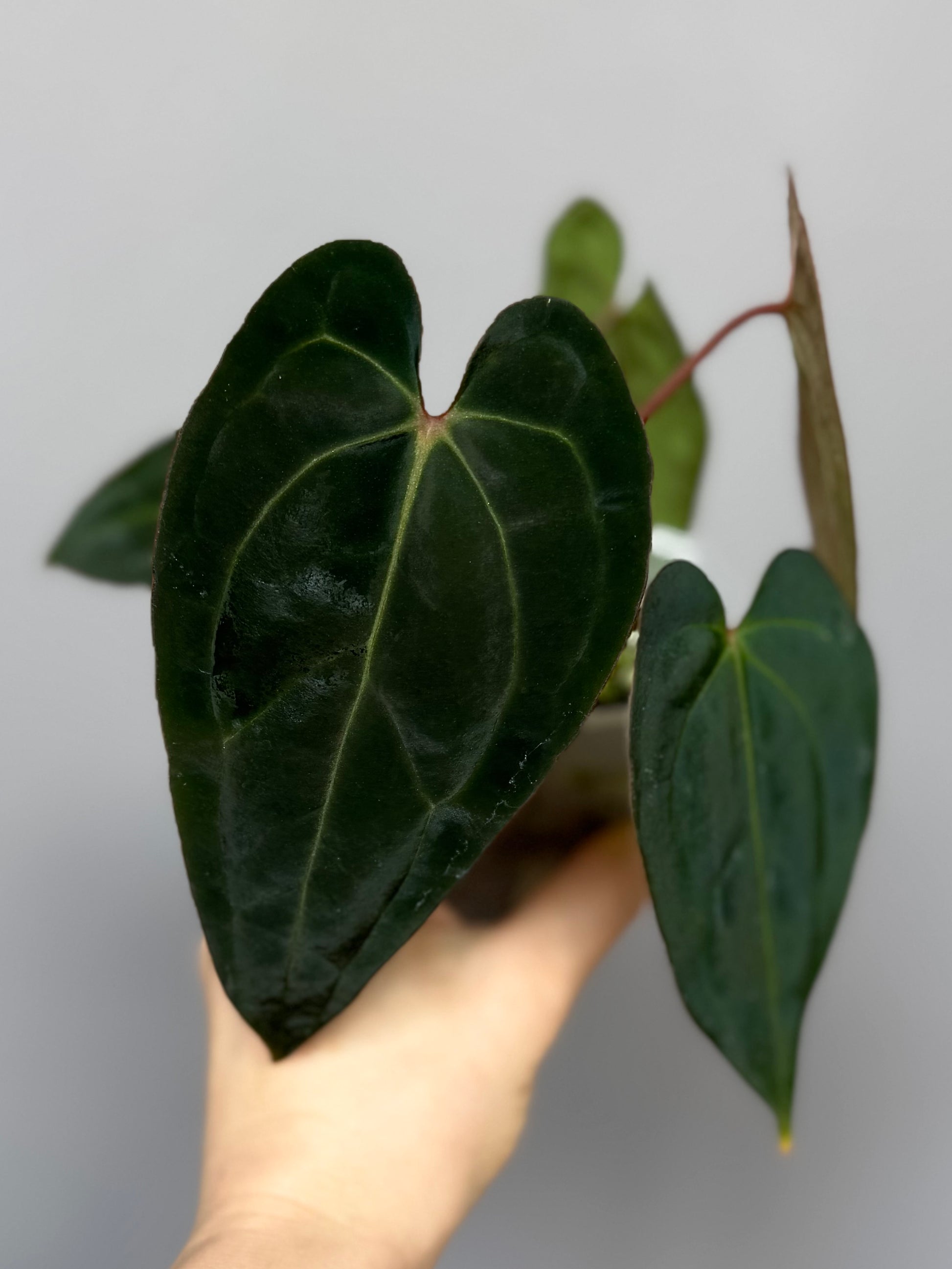Anthurium (carlablackiae x papillilaminum) X besseae aff. (#2)