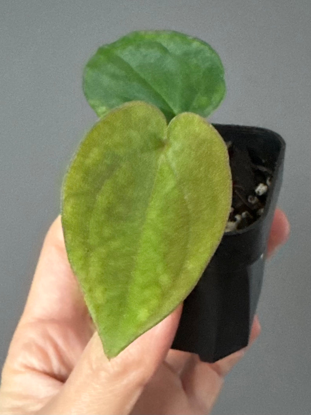 Anthurium BVEP OG1 x Papillilaminum Lago Gatun