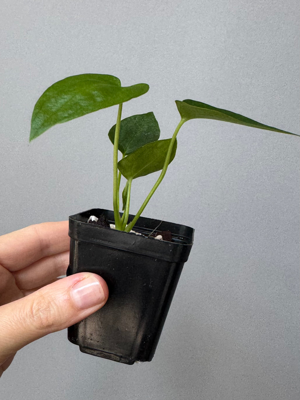 Anthurium PapillilaminumX xself