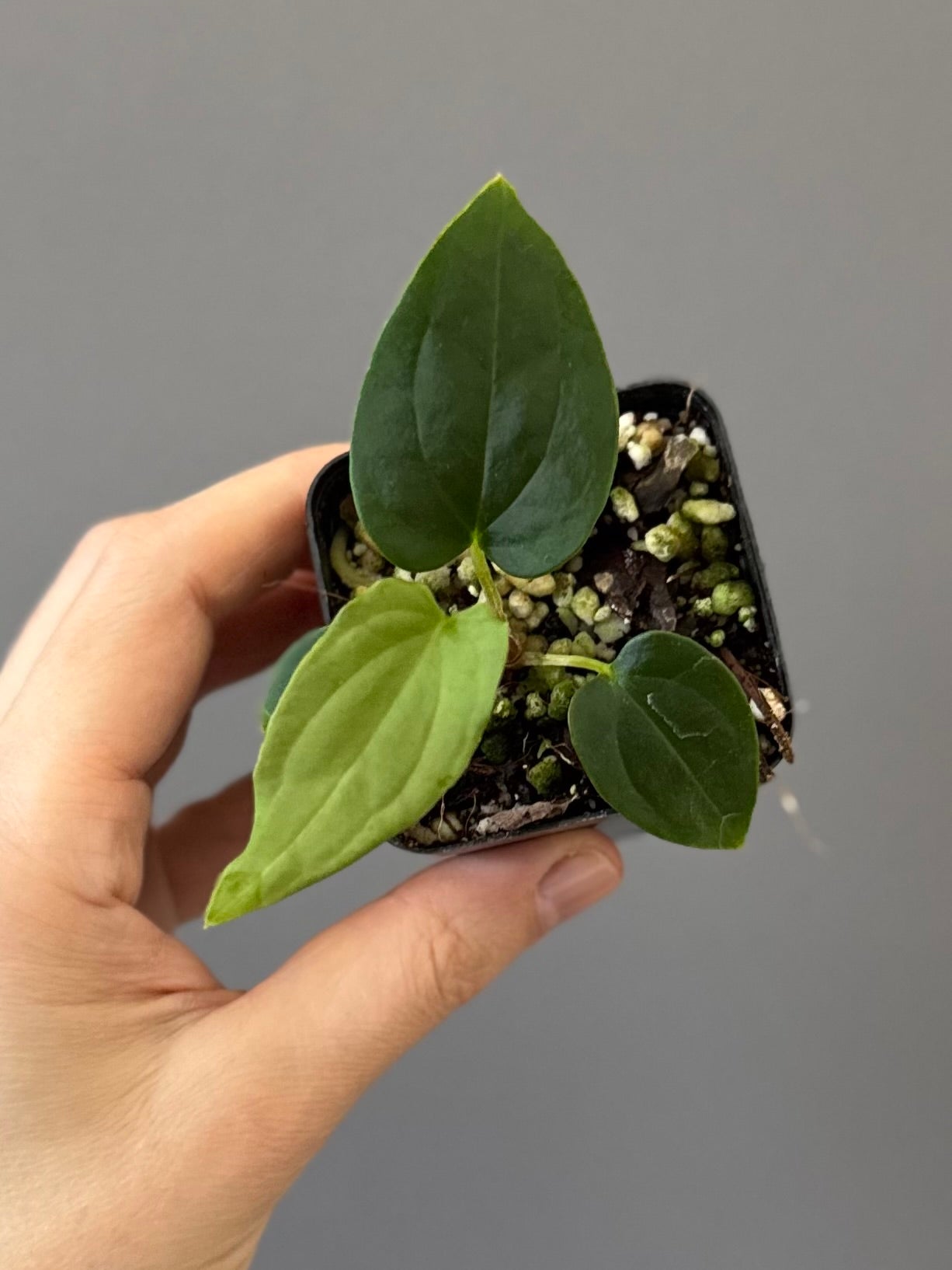 Anthurium BVEP ,Velvet Dream, x ((round x Felix) x Felix) by thelonelysanctuary