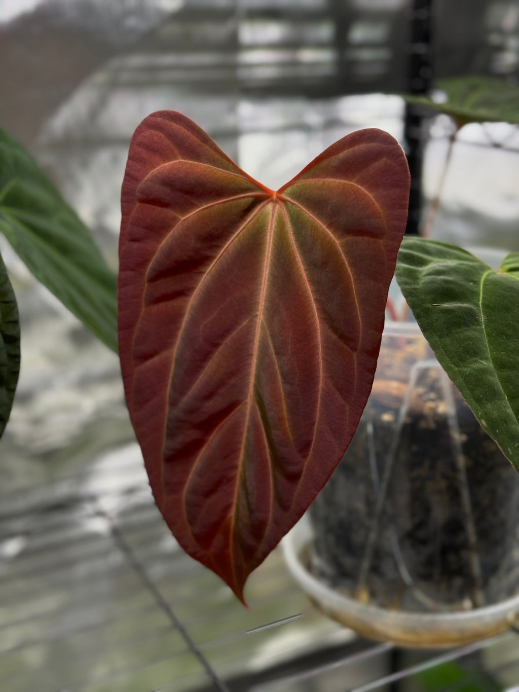 (Papillilaminum Daniel x Besseae aff.) X RVDP - one leafer