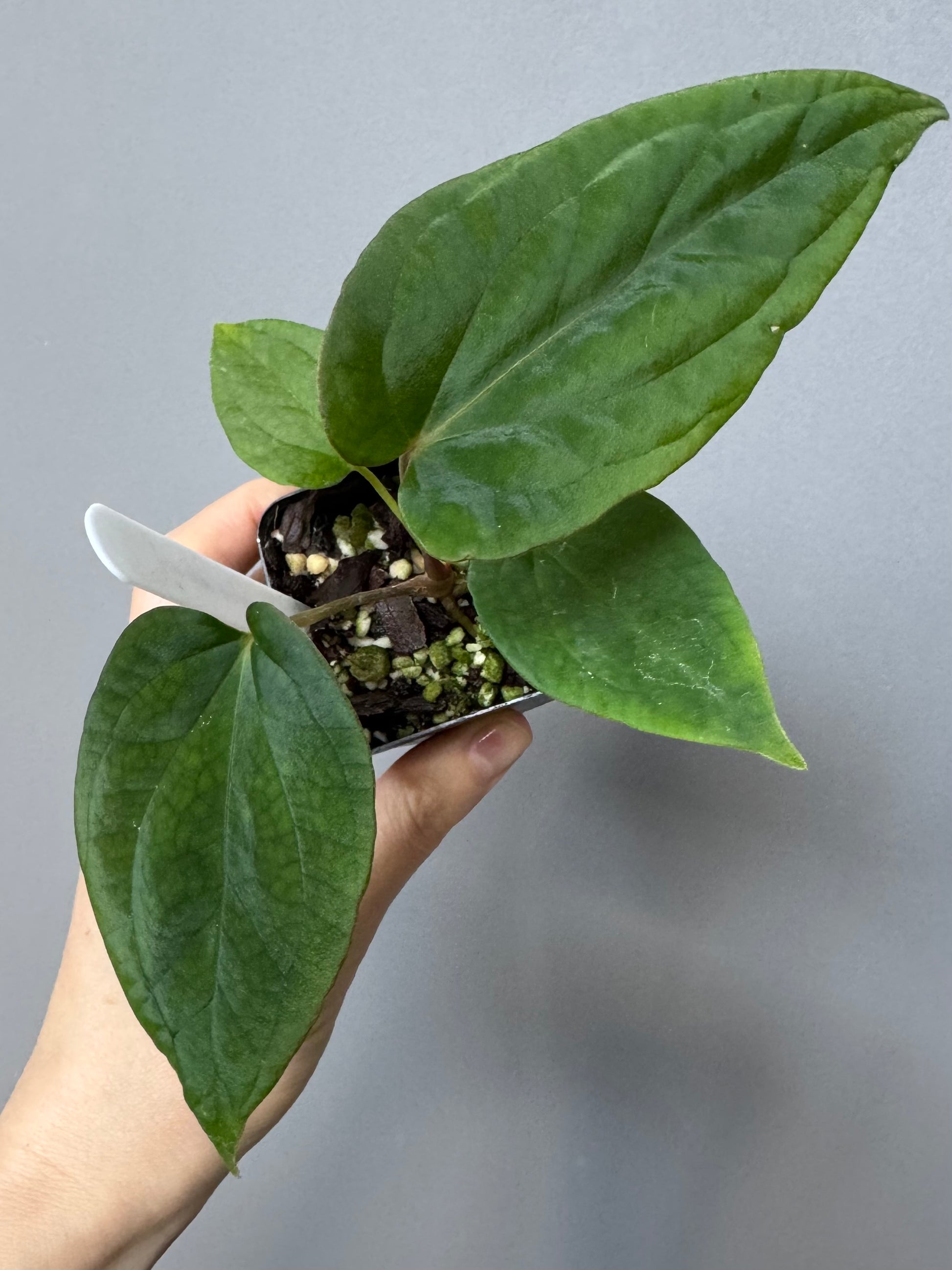 Anthurium (BVEP x Kuna) x (BVEP RxF x F) by thelonelysanctuary