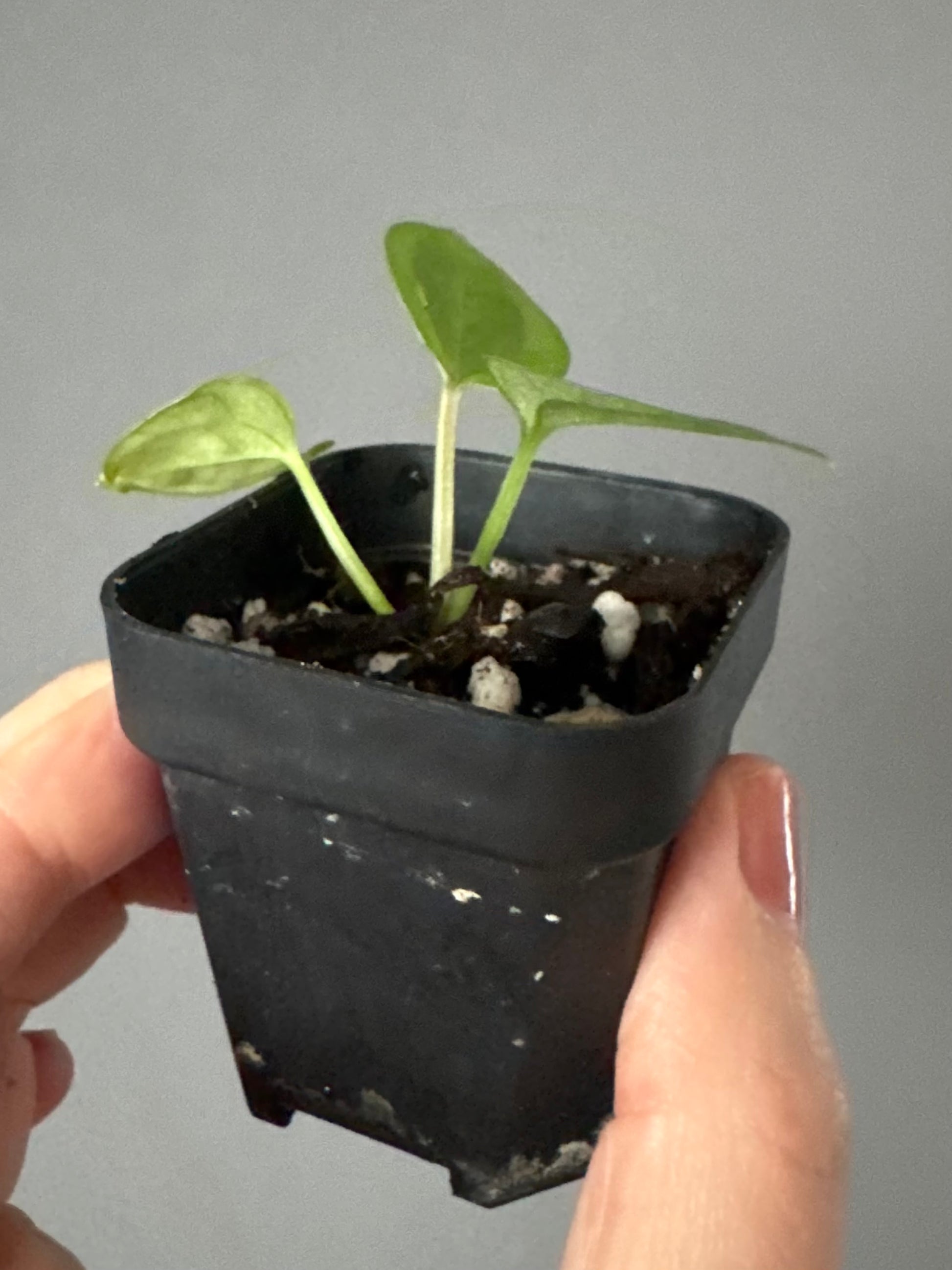 Anthurium (Besseae aff. x warocqueanum) x luxurians