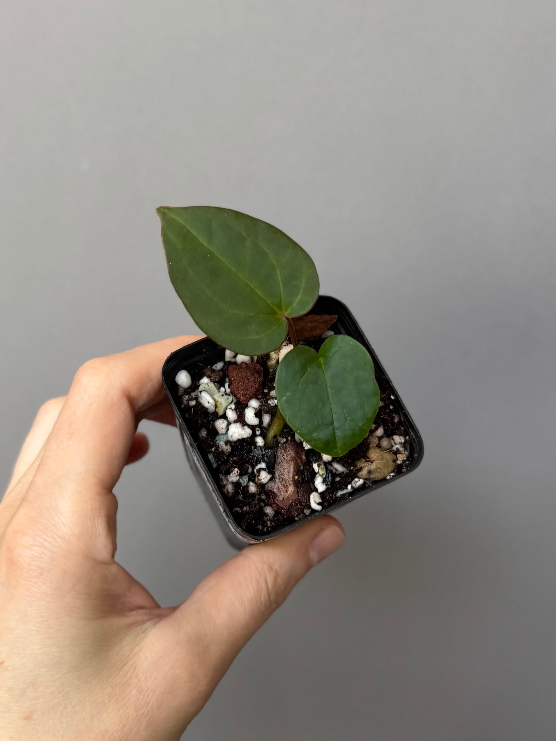 Anthurium ZxM X RVDP cutting