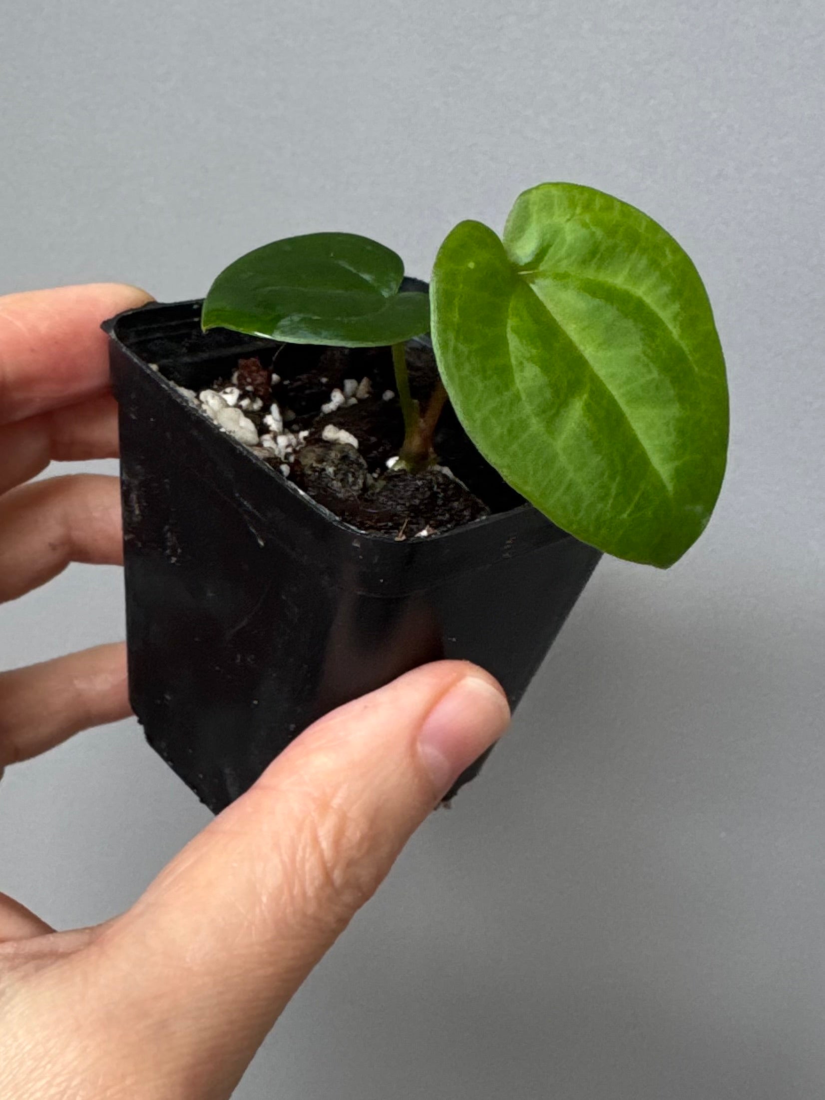 Anthurium (AOS x forgetii) x RVDP
