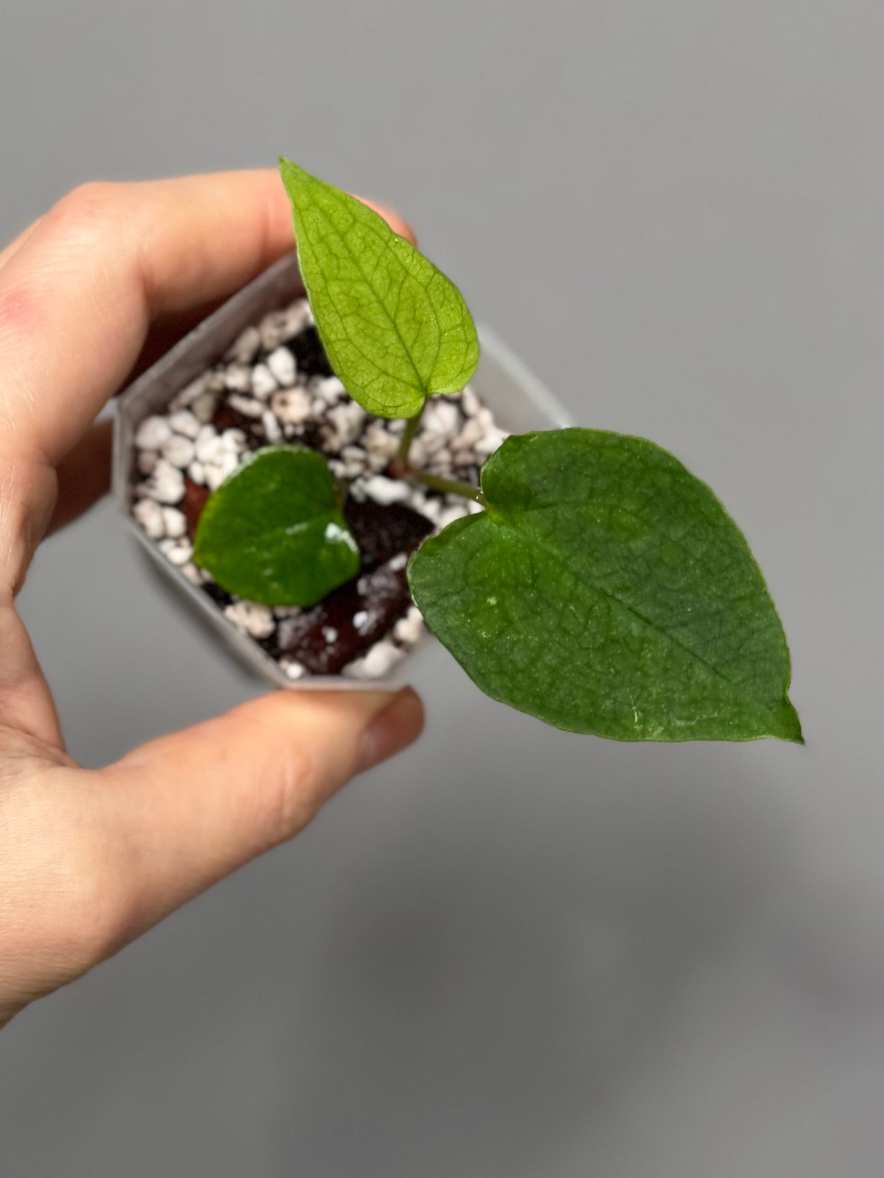 Anthurium ((papillilaminum Ralph Lynam x Fort Sherman) x carlablackiae) X RVDP