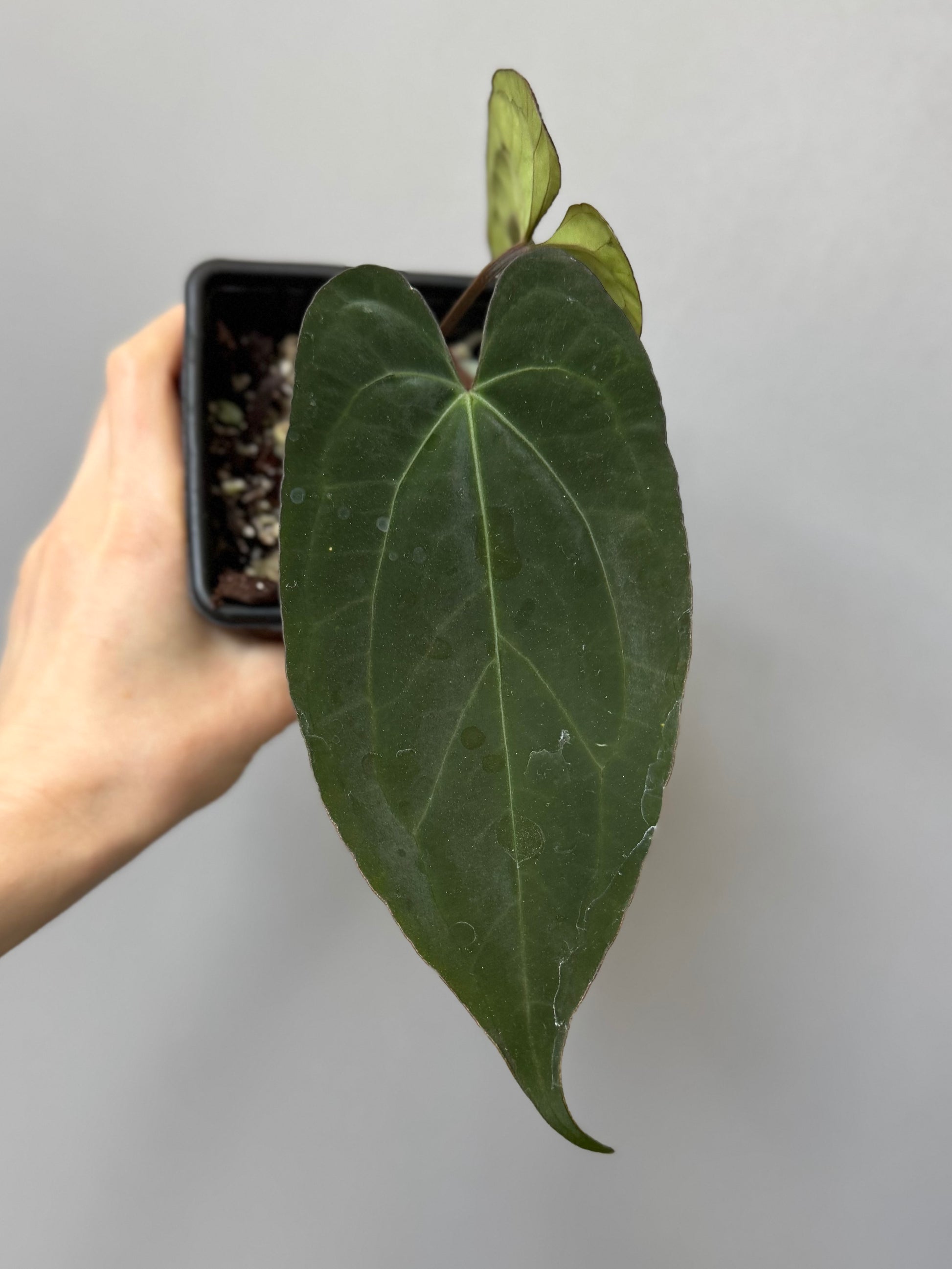 Anthurium (RG dressleri x carlablackiae ‘Amanda’) x RVDP (by variegated_stringray)