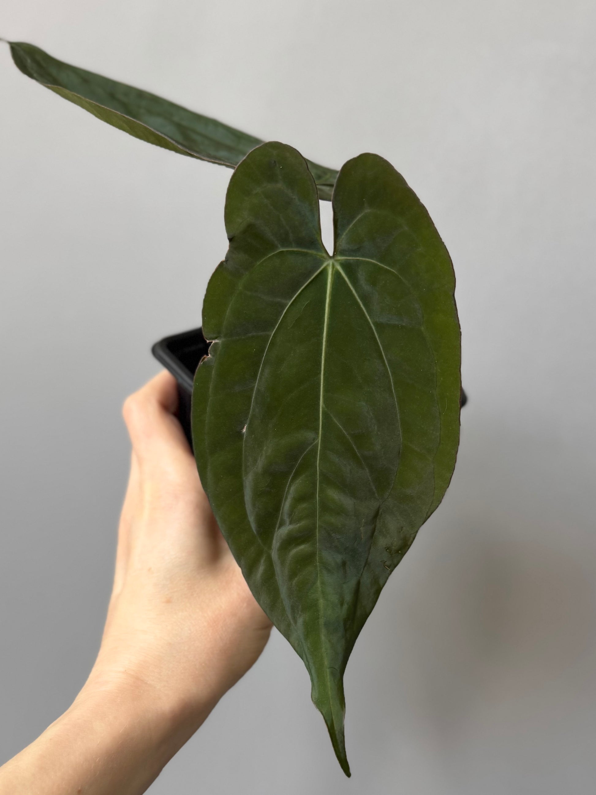 Anthurium (RG dressleri x carlablackiae ‘Amanda’) x RVDP (by variegated_stringray)