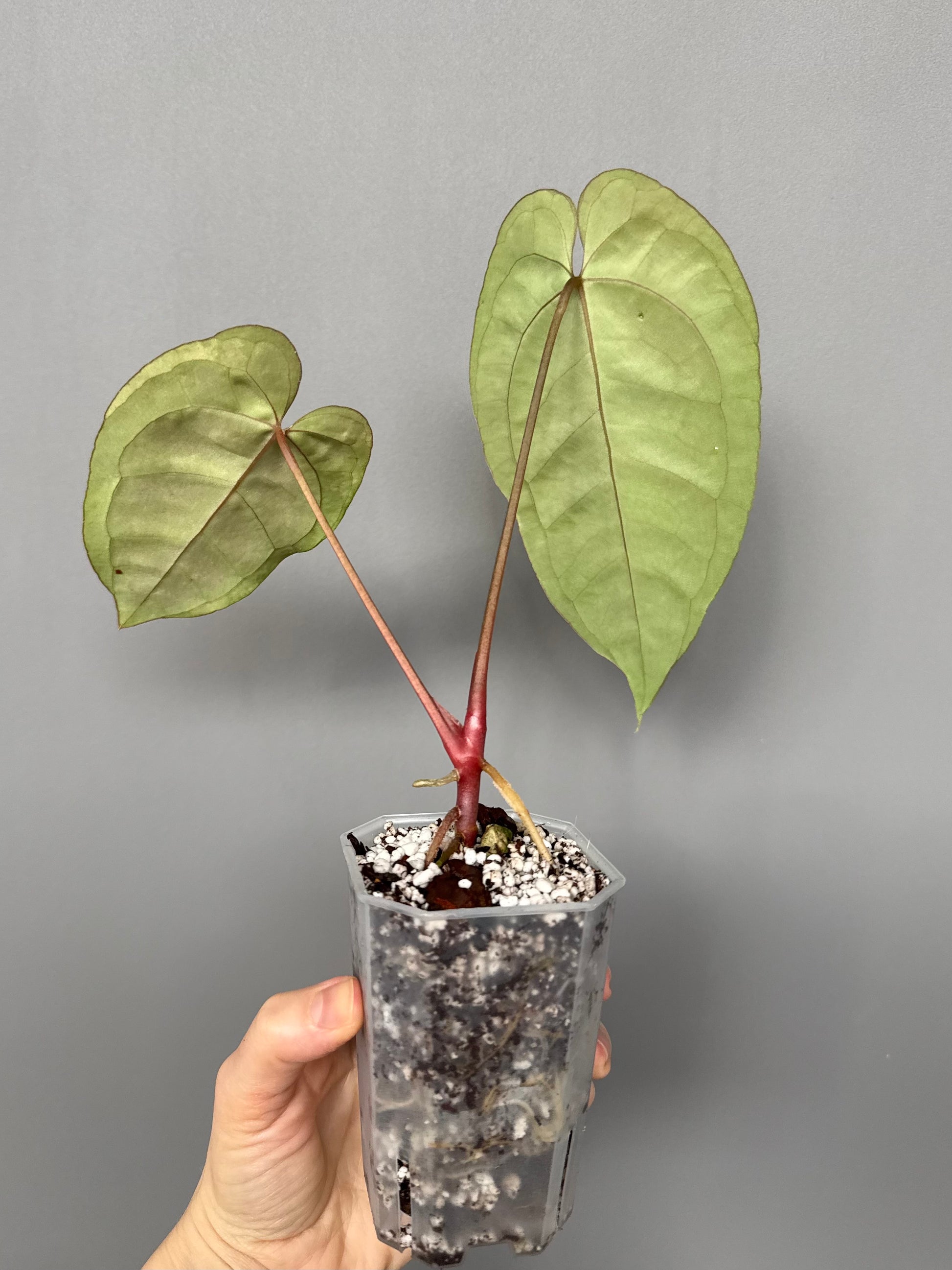 Anthurium crystallinum x papillilaminum