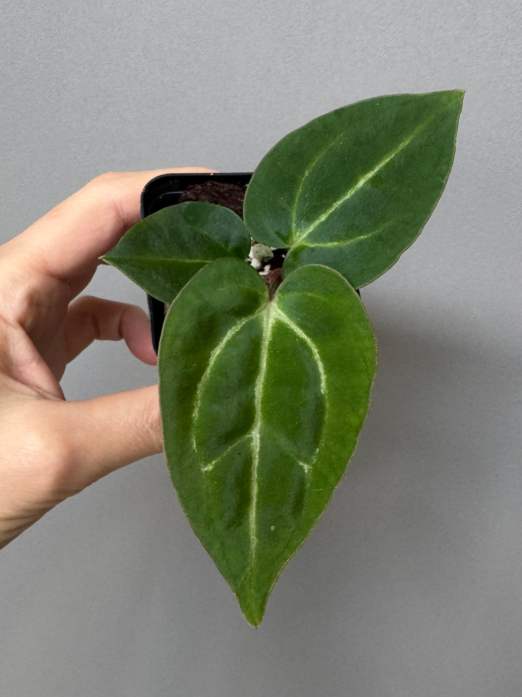 Anthurium crystallinum x (NSE Red Crystallinum x Carlablackiae)