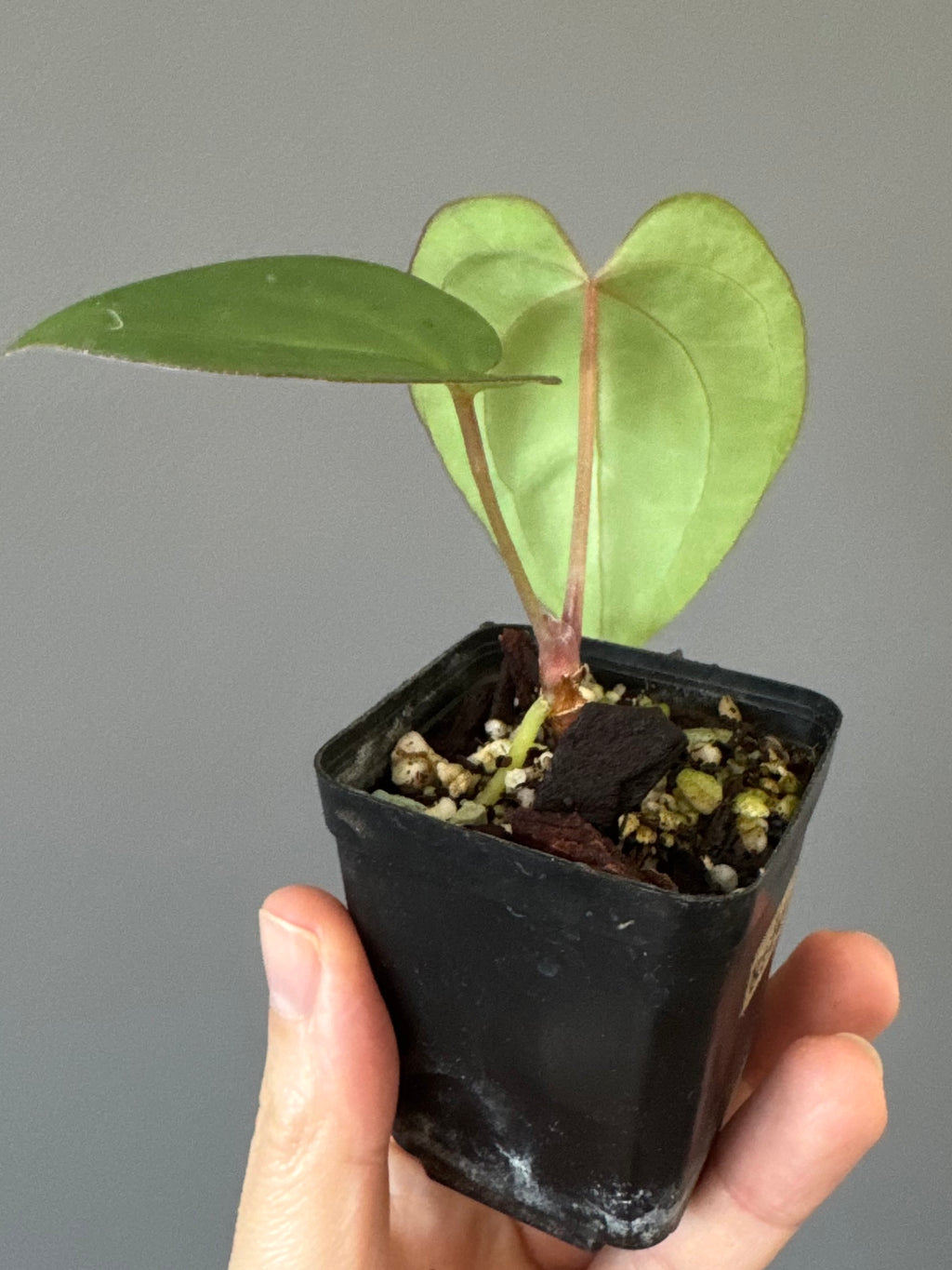 Anthurium Besseae aff. x Papillilaminum