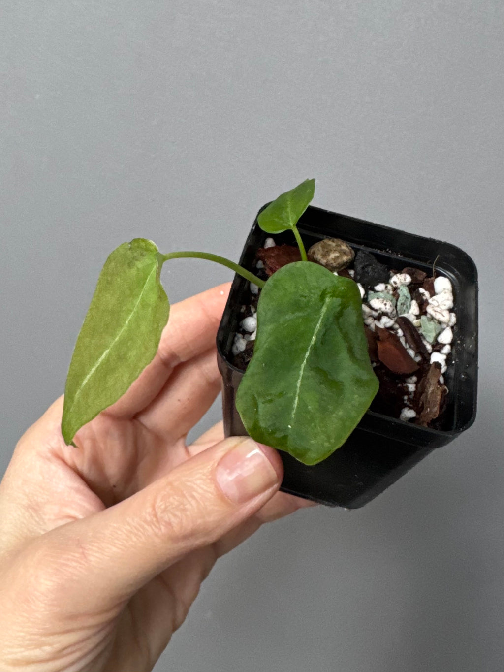 Anthurium forgetii long form