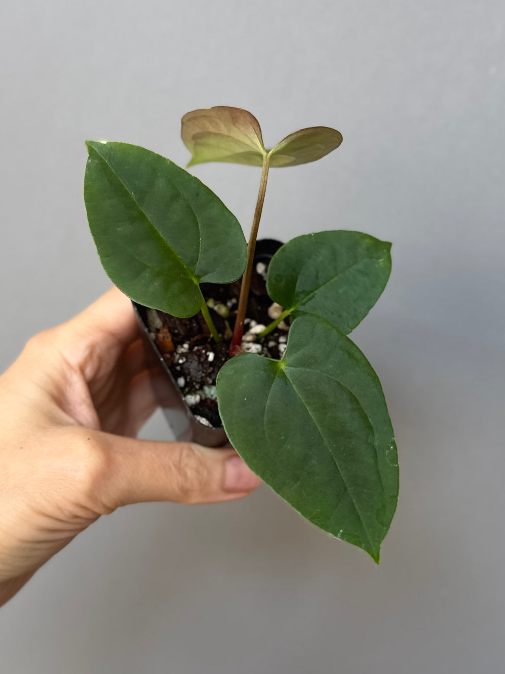 Anthurium Papillilaminum x FSxRVDP