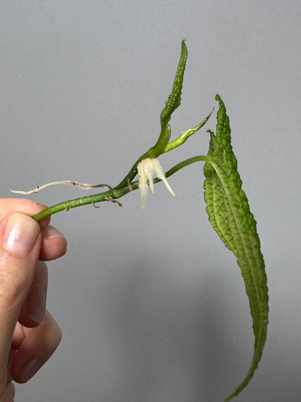 Anthurium clidemioides