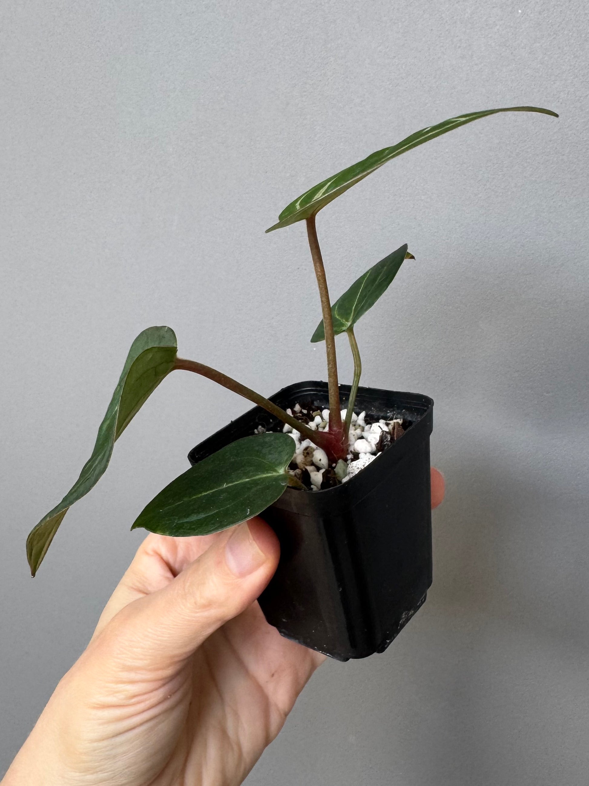 Anthurium (ZxM) x  (NSE Red Crystallinum x Carlablackiae)