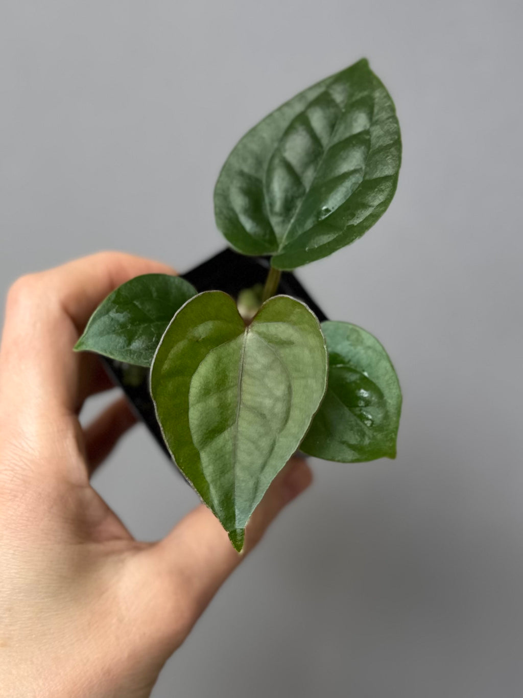 Anthurium (papillilaminum Hybrid x (KOS x Silver Blush)) X luxurians
