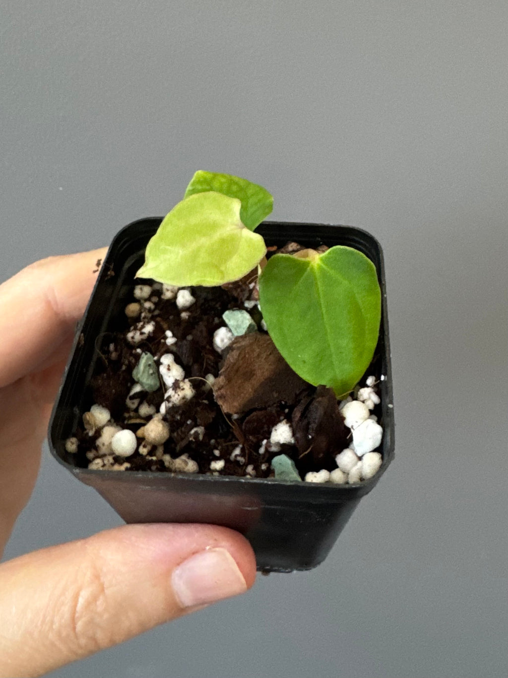 Anthurium Black Besseae aff. x BVEP (Chahrazade)