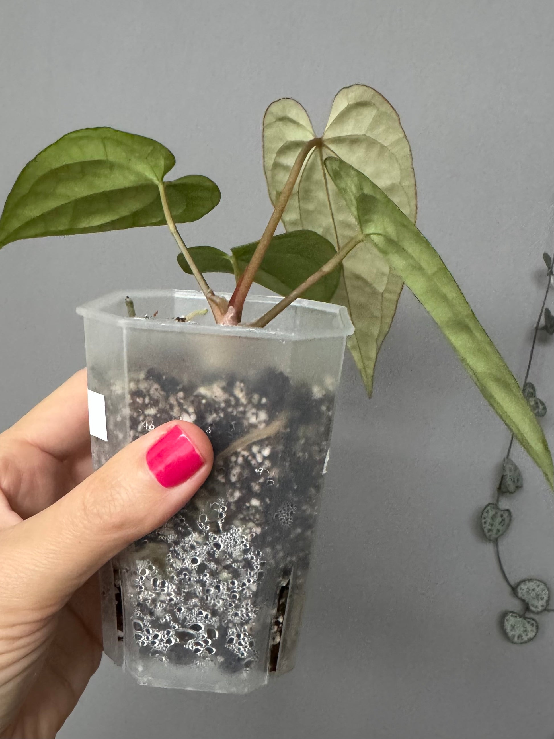 Anthurium Tezula AOS df x BVEP neon (Sarah/botanophile)