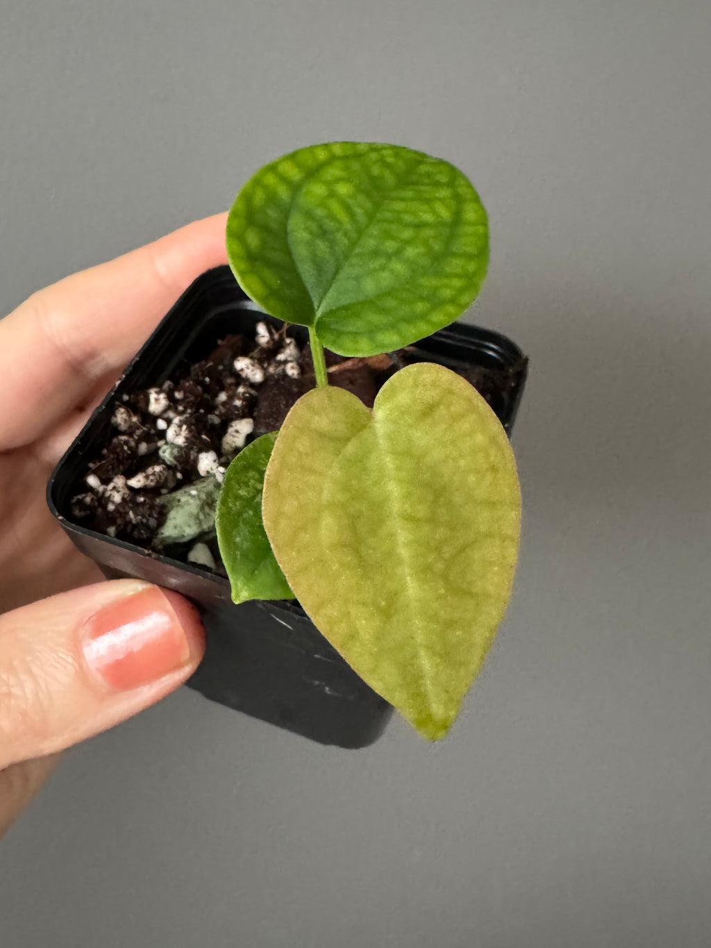 Anthurium AOS x forgetii dark