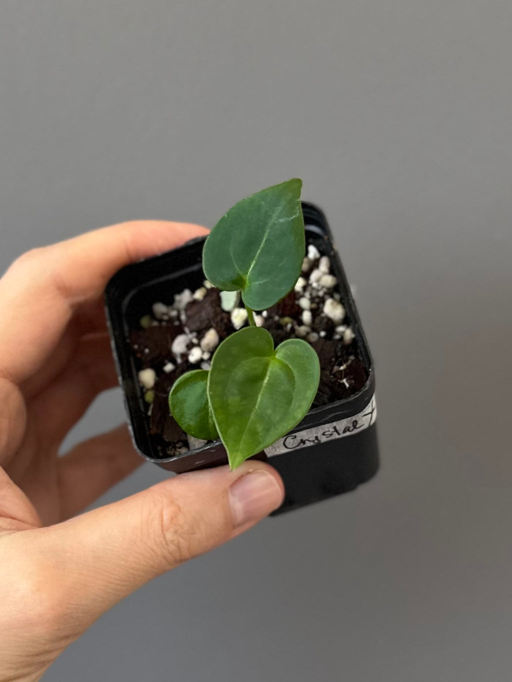 Anthurium crystallinumX