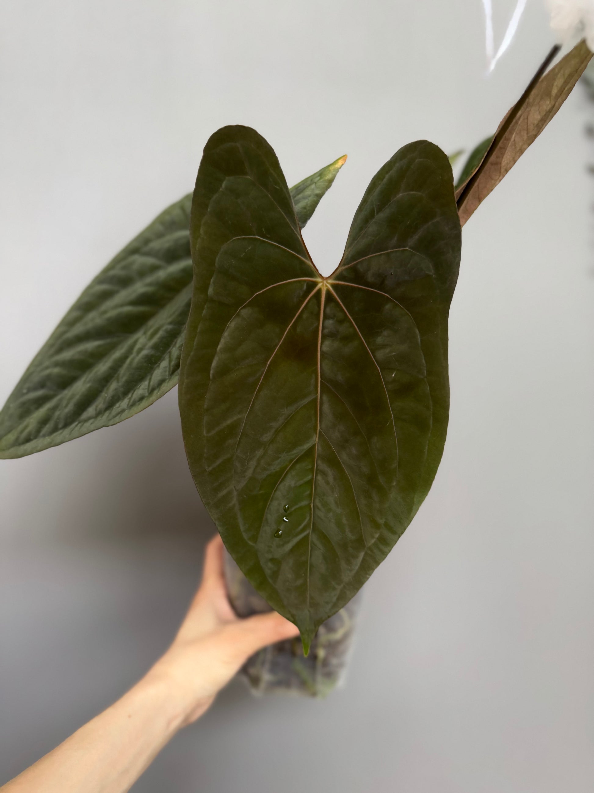Anthurium Forgetii Hybrid x (Fort Sherman x RVDP) - germinated seeds