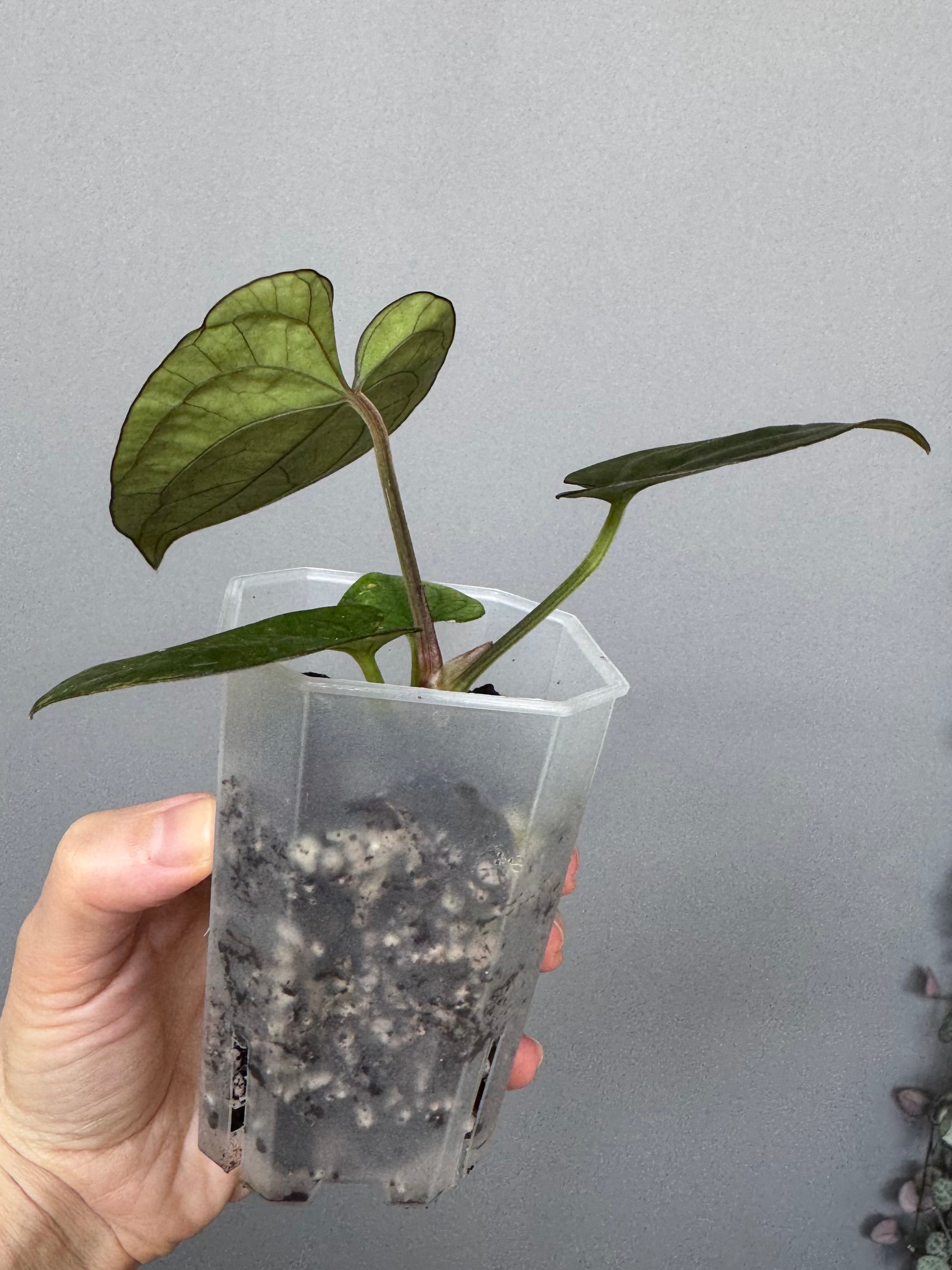 Anthurium Dressleri RG F2 x black (Grant)