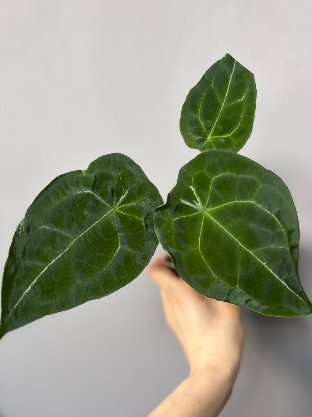 Anthurium forgetii (White Stripes x Dark Form)