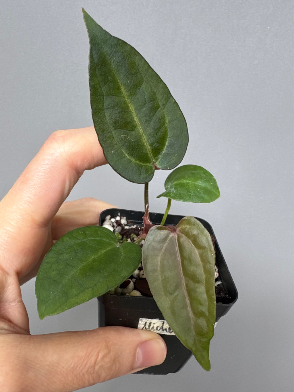 Anthurium Michelle x (AOS dfxgf)