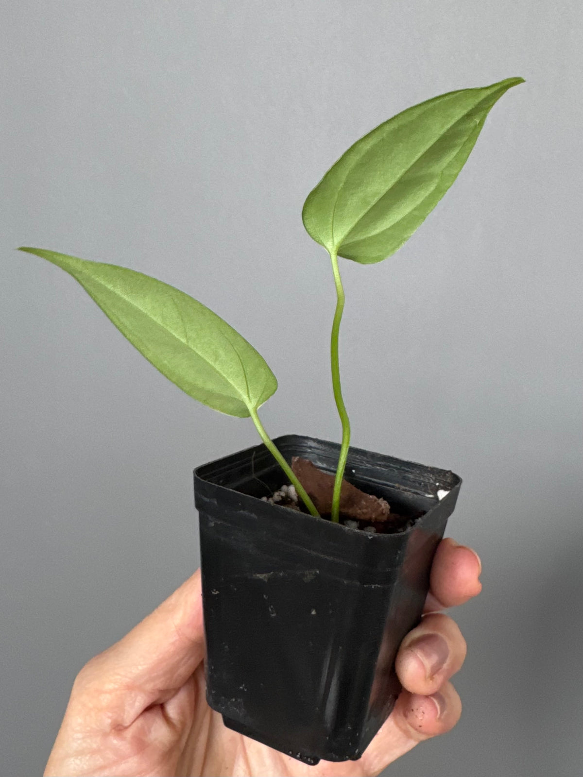 Anthurium CrystallinumX x Indo Portillae